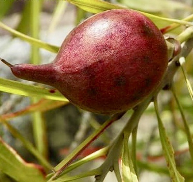 Pouteria salicifolia - 1 potted plant / 1 getopfte Pflanze