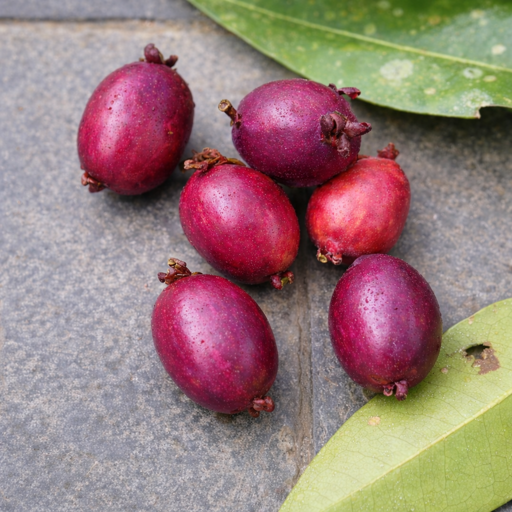Eugenia sp Vinacea - 1 potted seedling / 1 getopfter Sämling
