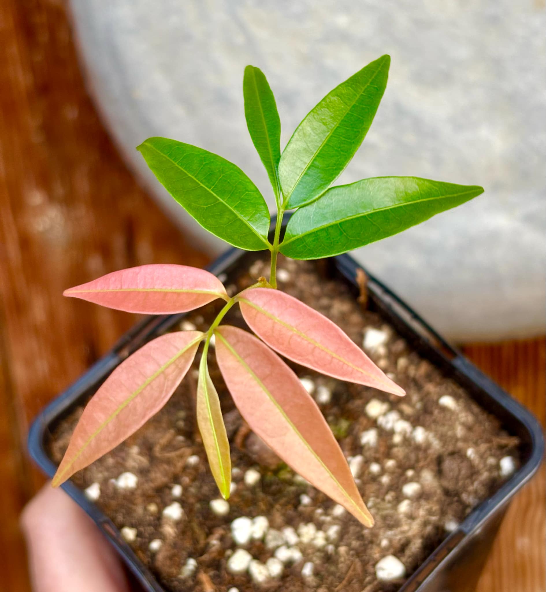 Talisia cerasina - 1 potted seedling / 1 getopfter Sämling
