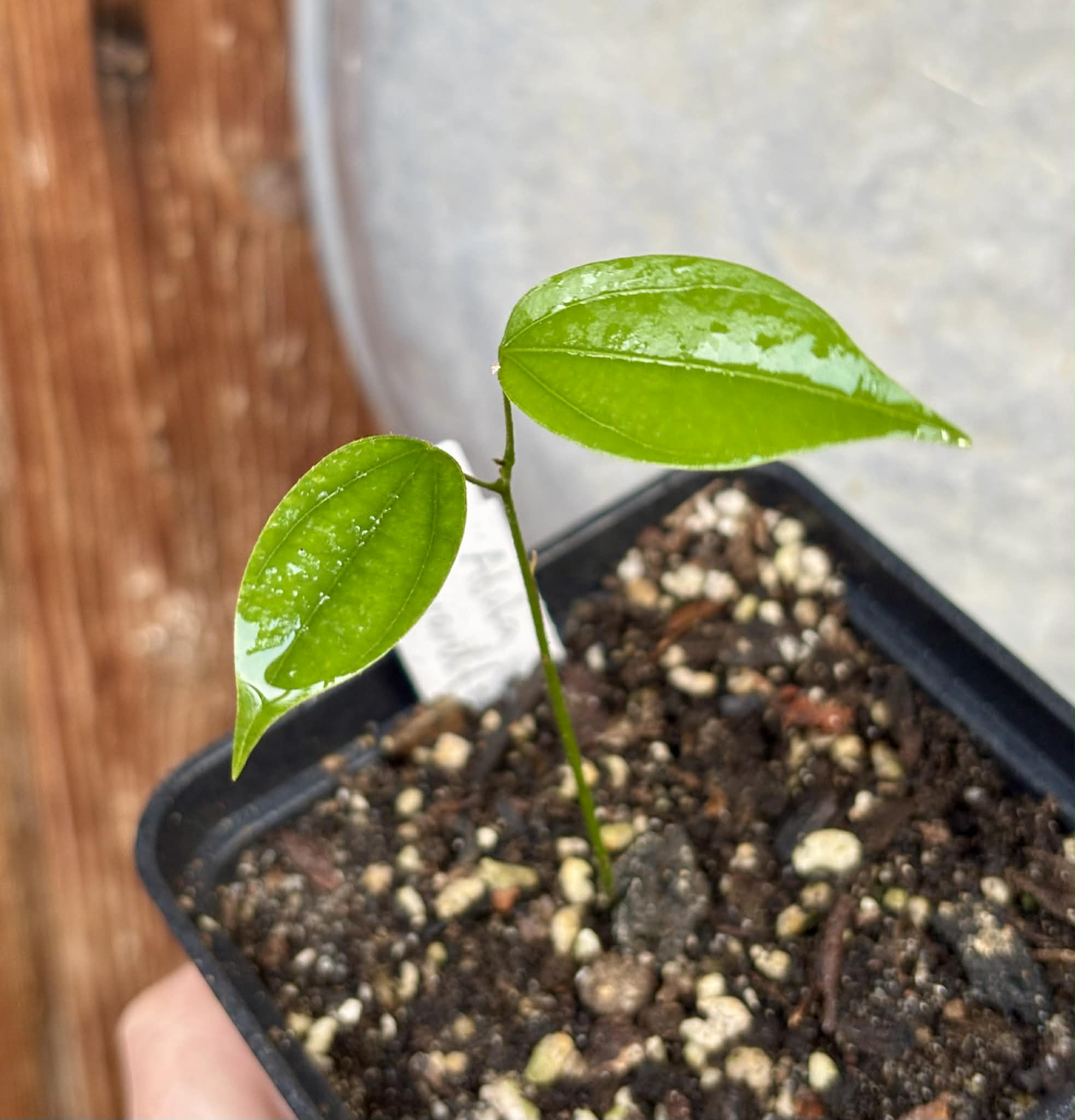 Pitombinha da Amazonia (Abuta grandifolia) - 1 potted seedling / 1 getopfter Sämling