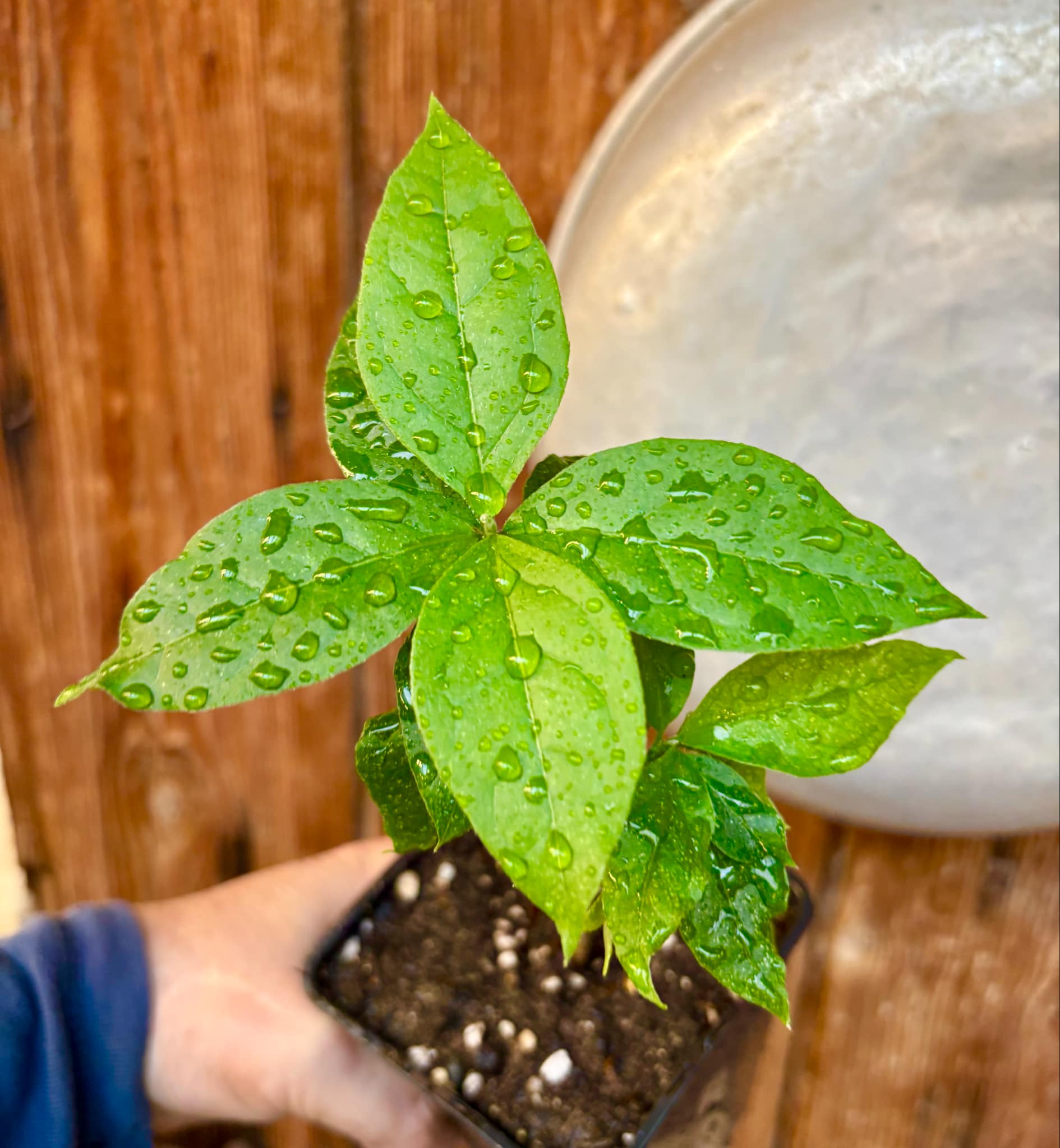 Peanutbutter Fruit (Bunchosia glandulifera) - 1 potted plant / 1 getopfte Pflanze