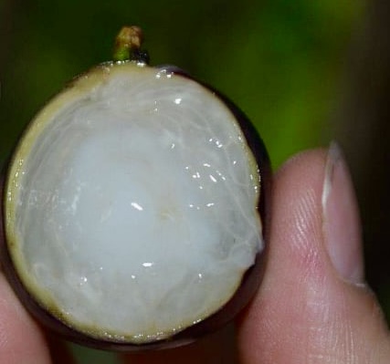10 years old - Jaboticaba Val Paraiso (Plinia coronata var. Val Paraiso) - 1 potted plant / 1 getopfte Pflanze 