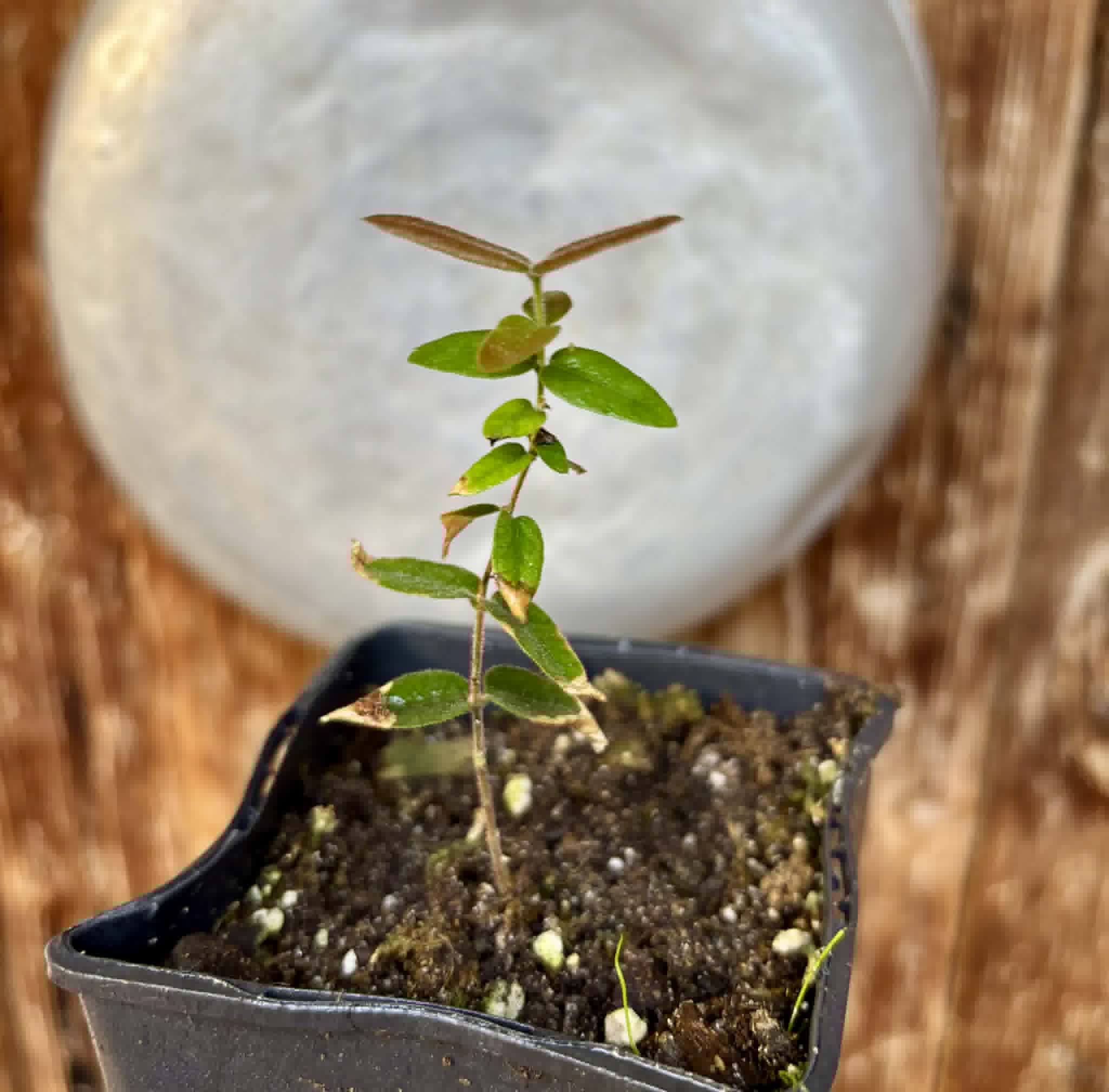 Myrciaria caerulescens (Roxa - Blue Guaquiea) - 1 potted seedling / 1 getopfter Sämling