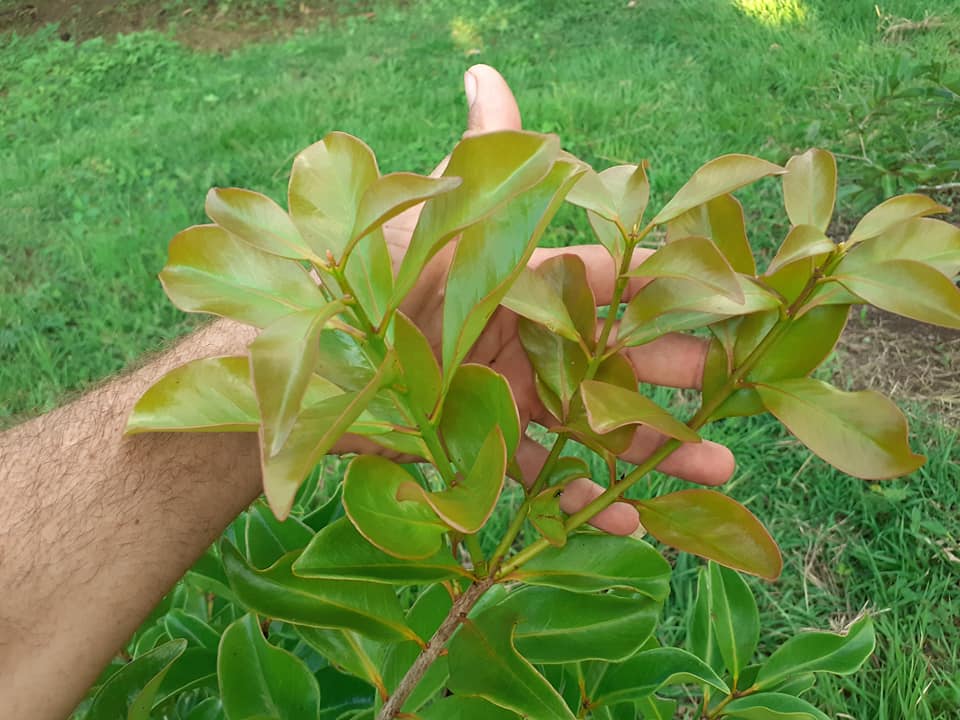 Psidium sp Cuba - 1 fresh seed / 1 frischer Samen