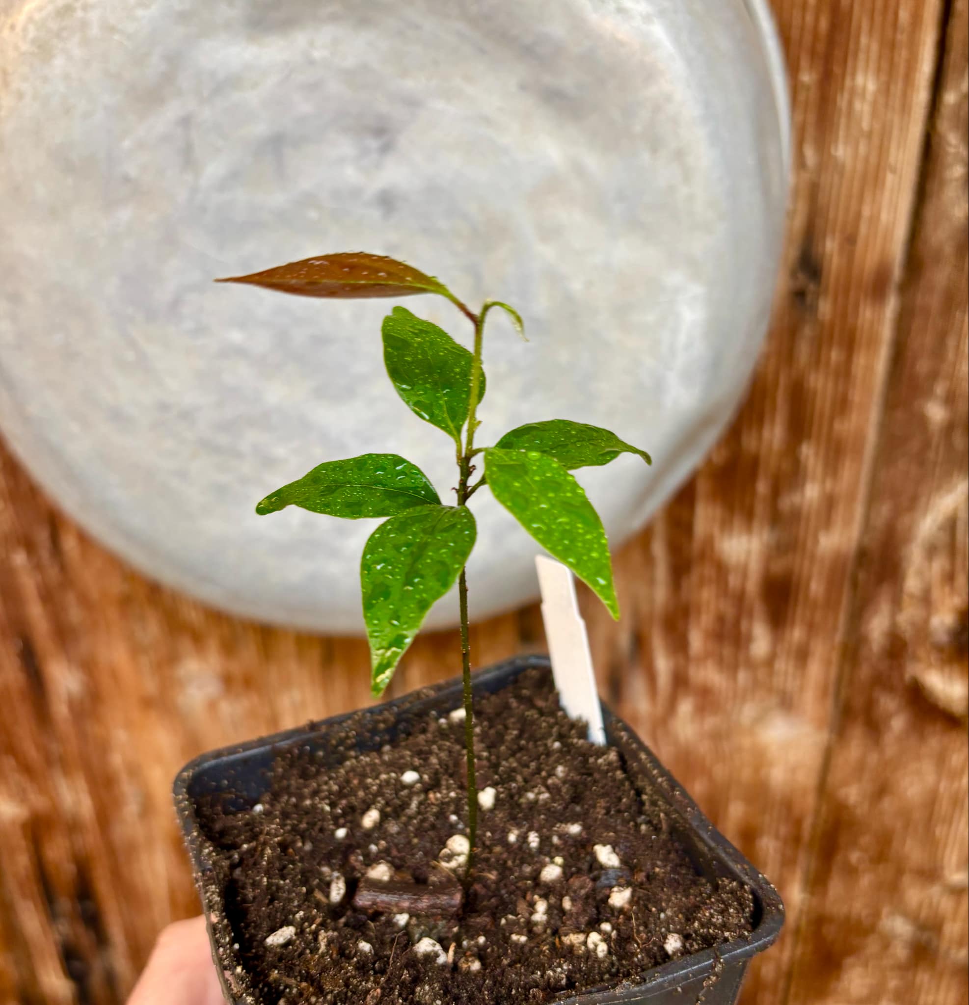 ZIMT - True Cinnamon (Cinnamomum verum) -  1 potted plant / 1 getopfte Pflanze 