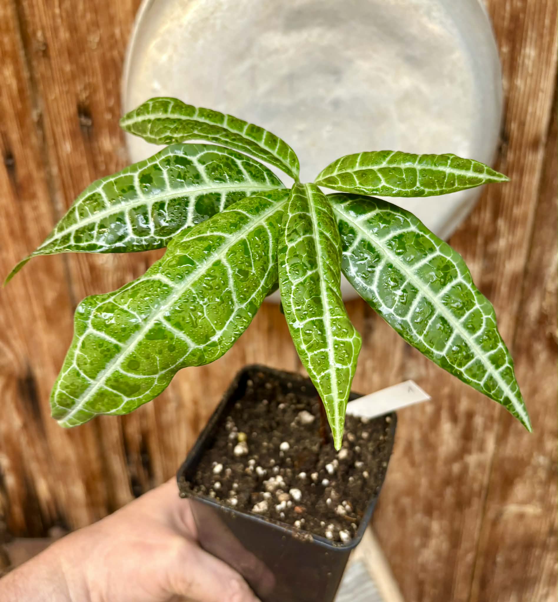 Eugenia sp Labisia Nr. 1 -  1 potted seedling / 1 getopfter Sämling