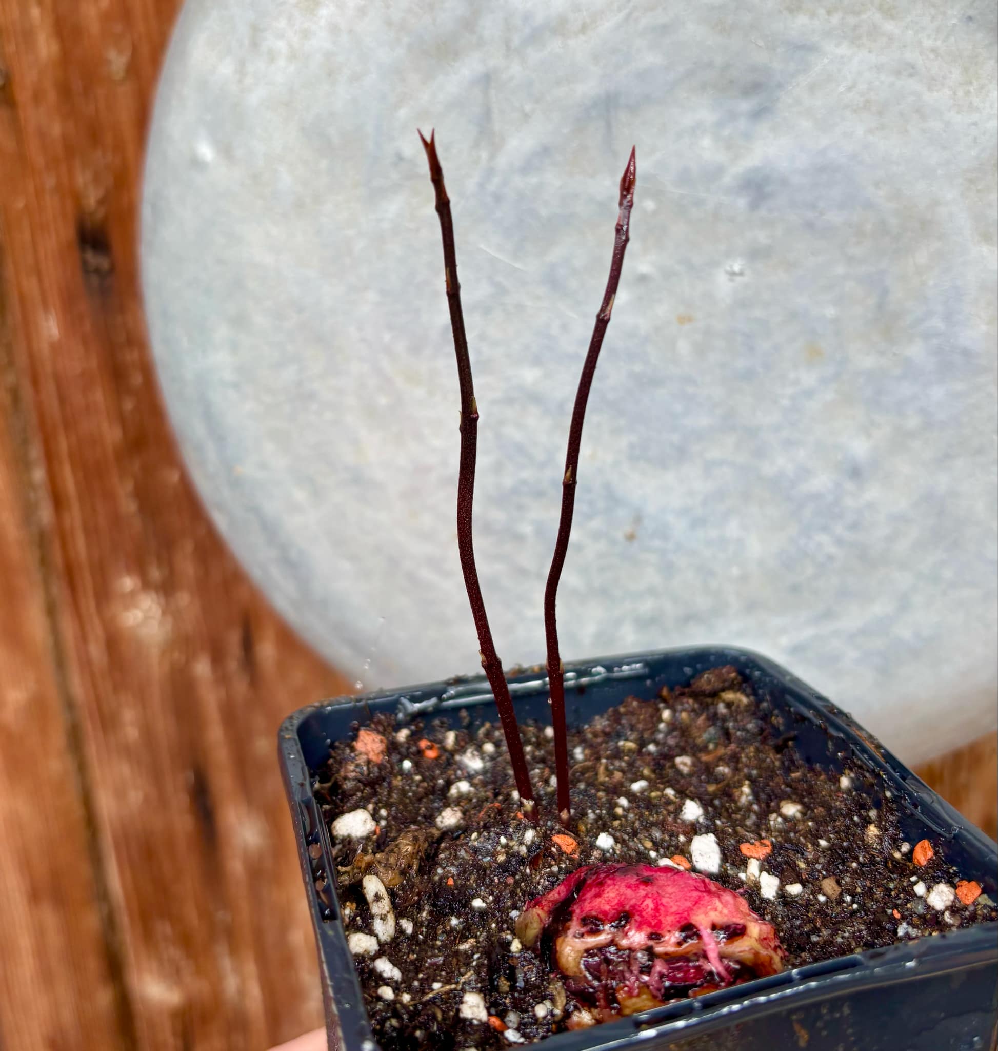 Eugenia sp BIG Maca-  1 small potted seedling / 1 kleiner, getopfter Sämling