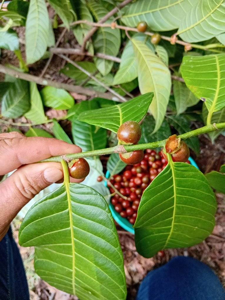 Pseudolmedia sp Amazonas  - 1 fresh seed / 1 frischer Samen