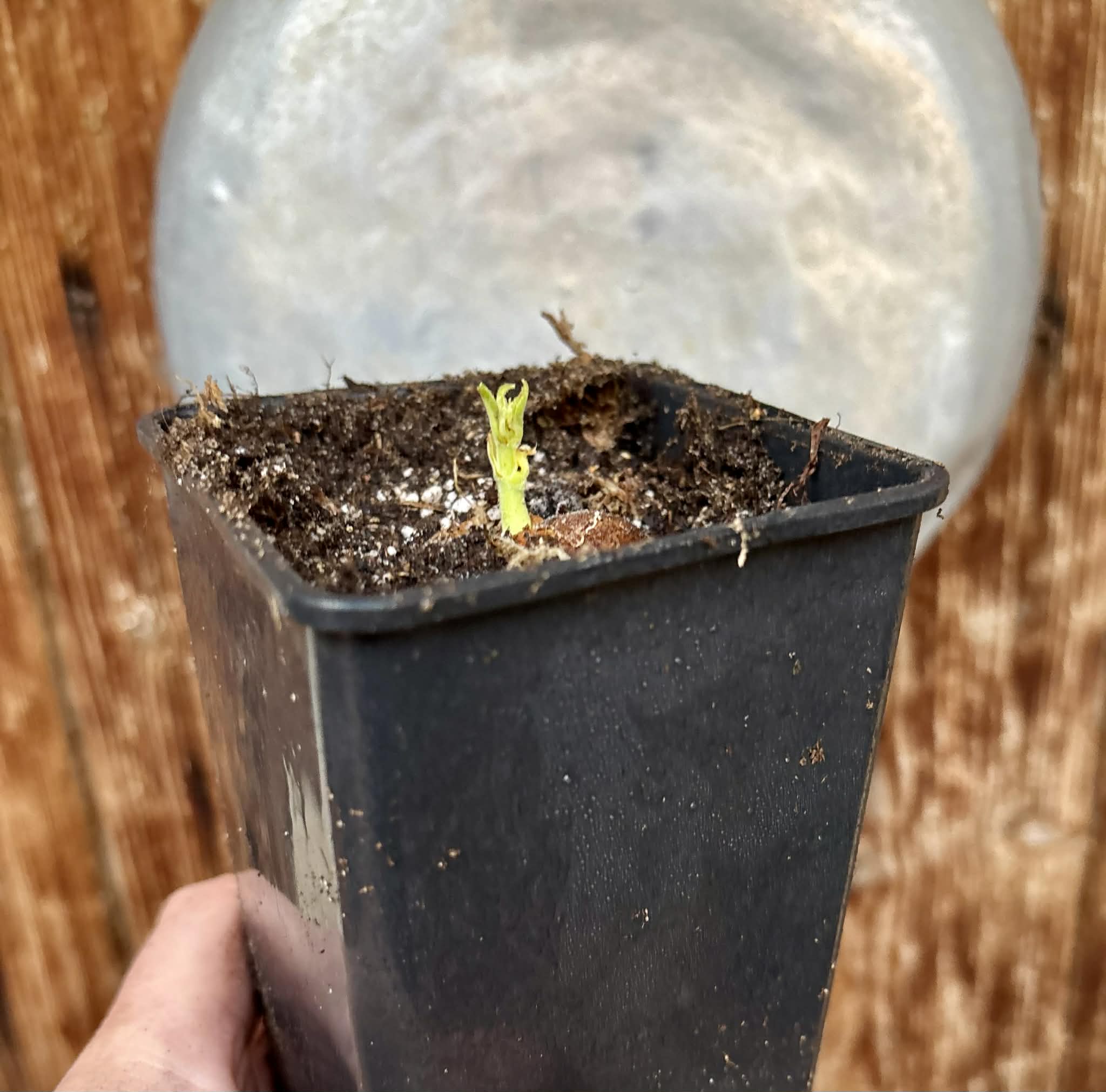 Artocarpus camansi / Tropical Chestnut (Wild Breadfruit) - 1 potted seedling / 1 getopfter Sämling