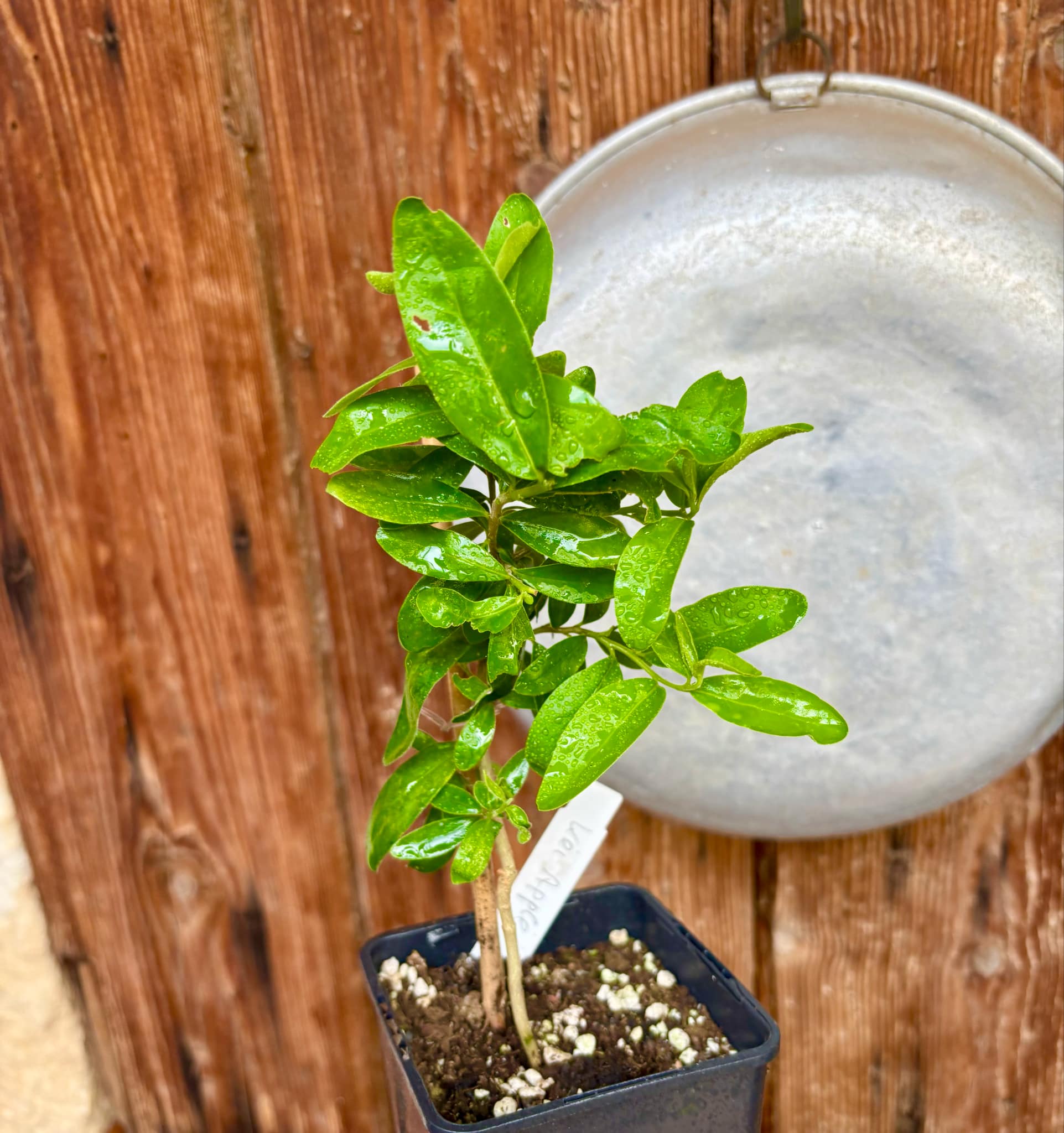 Kei Apple (Dovyalis caffra) Nr. 3 - 1 potted plant / 1 getopfte Pflanze Kei Apple (Dovyalis caffra) Nr. 3 - 1 potted plant / 1 getopfte Pflanze