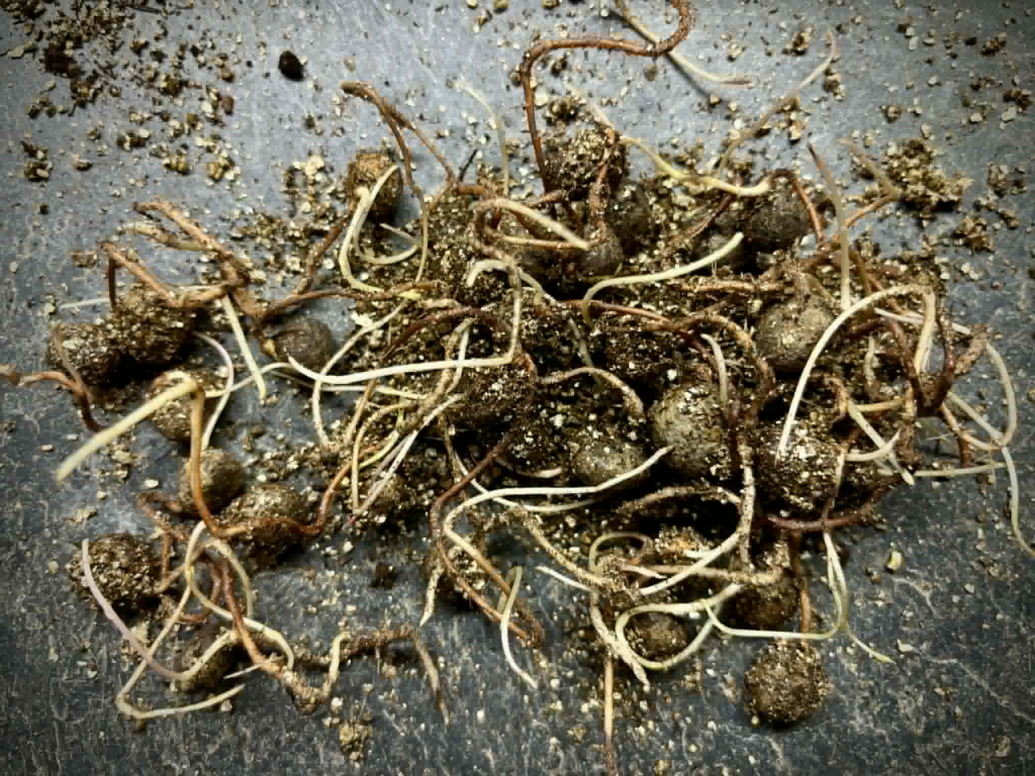 25 germinated seeds - Eugenia pitanga (Typ A) - 25 germinated seeds / 25 gekeimte Samen