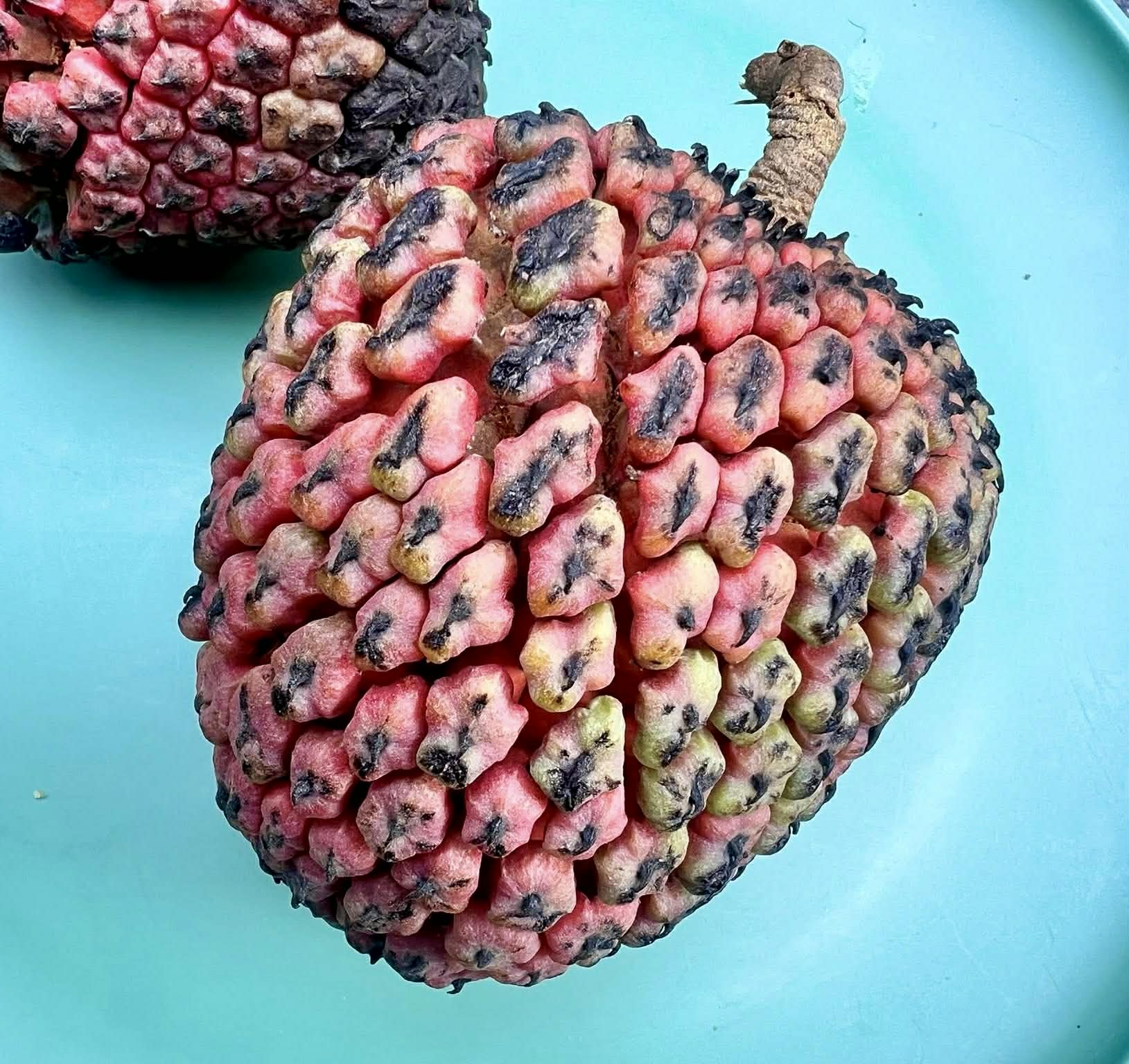 Yara Yara (Duguetia lepidota)  - 1 fresh seed / 1 frischer Samen