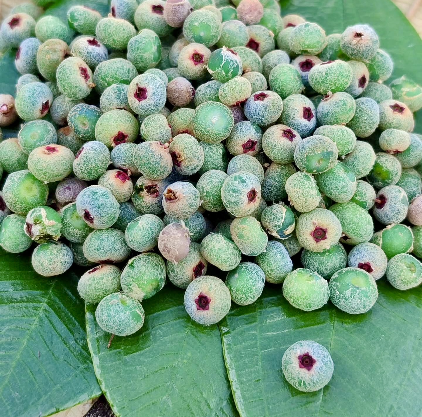 Canela de Velho (Miconia albicans) - 10 fresh seeds / 10 frische Samen