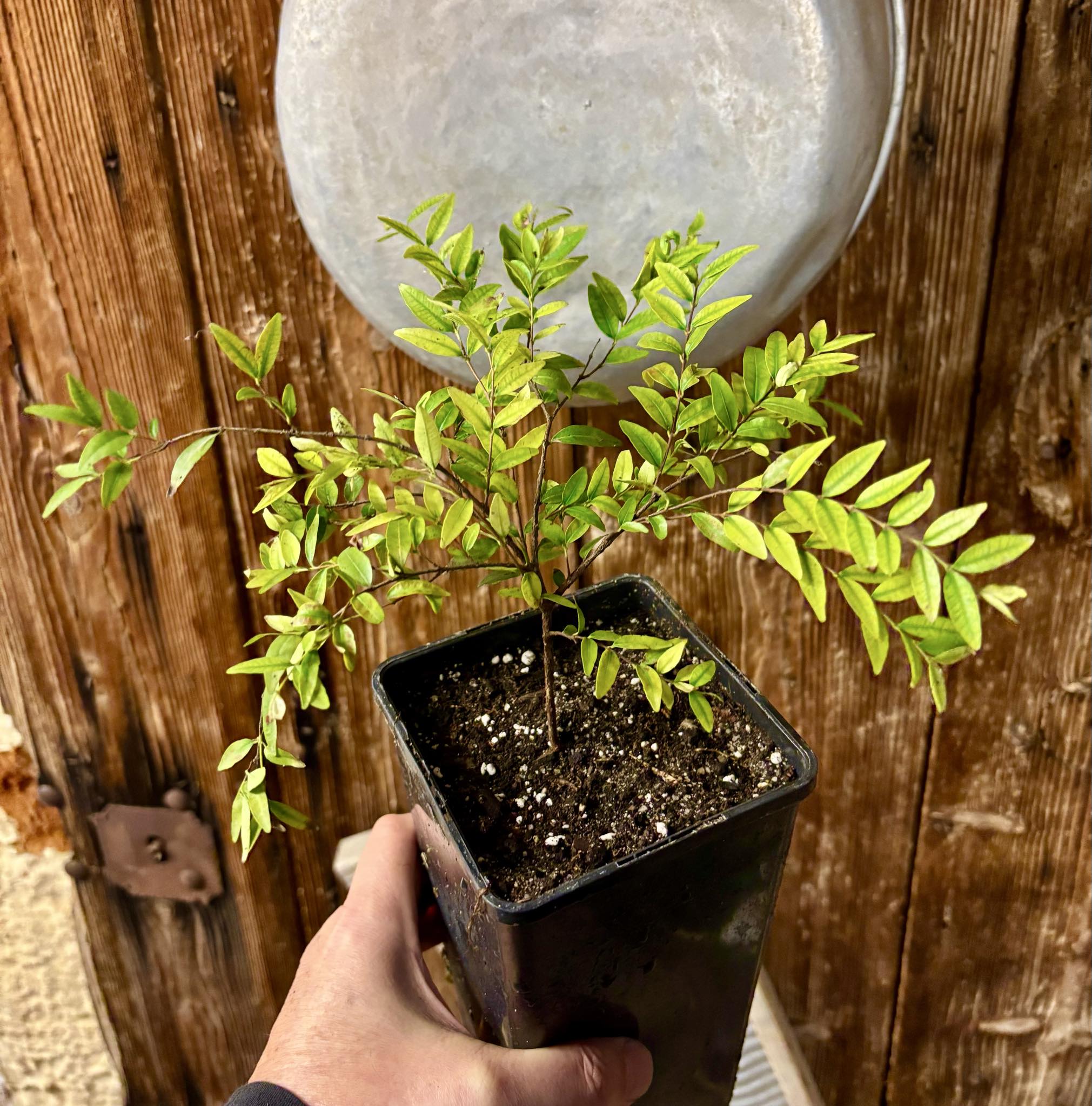 three years old - Uvaia - Eugenia pyriformis -  1 potted plant / 1 getopfte Pflanze