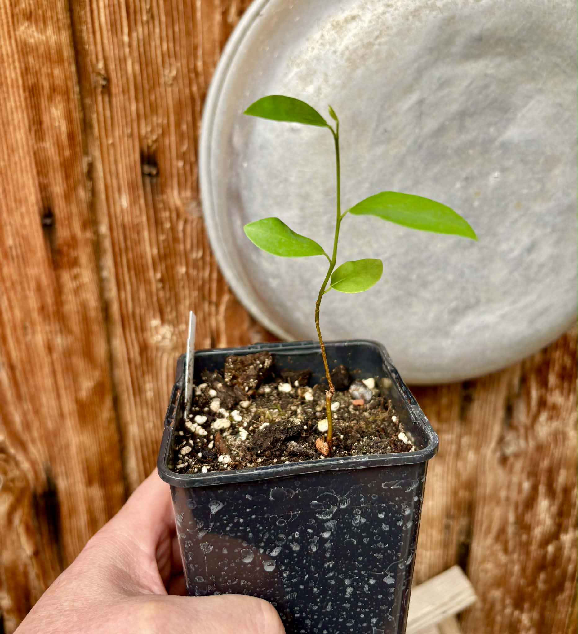 Araticum Pinha (Annona vepretorum)  - 1 potted seedling / 1 getopfter Sämling