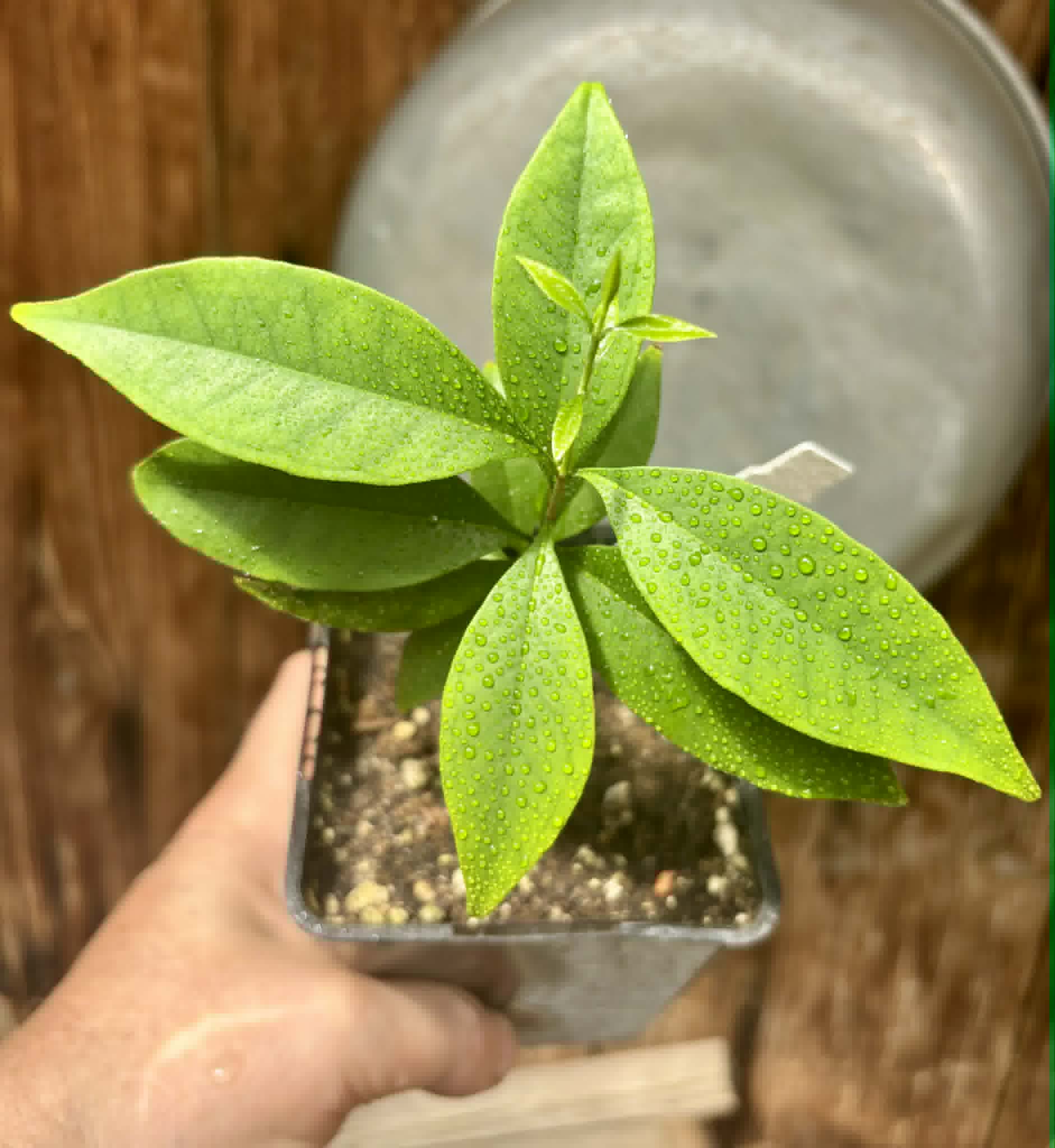 Eugenia punicifolia - 1 potted plant / 1 getopfte Pflanze