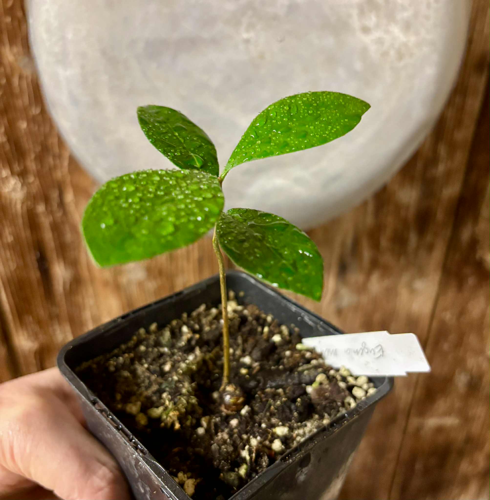 Eugenia melanogyna - 1 potted seedling / 1 getopfter Sämling