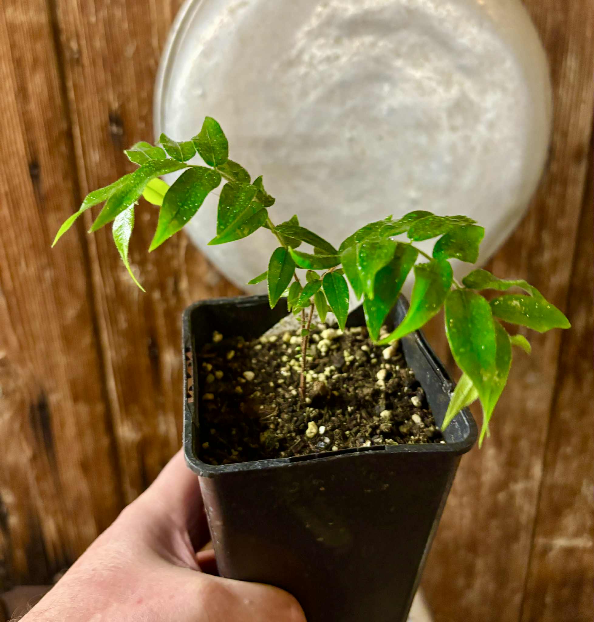 Beach Cambuca (Myrciaria strigipes) - 1 potted plant / 1 getopfte Pflanze