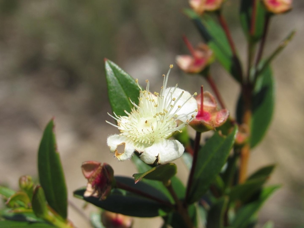 Accara elegans - 1 fresh seed / 1 frischer Samen