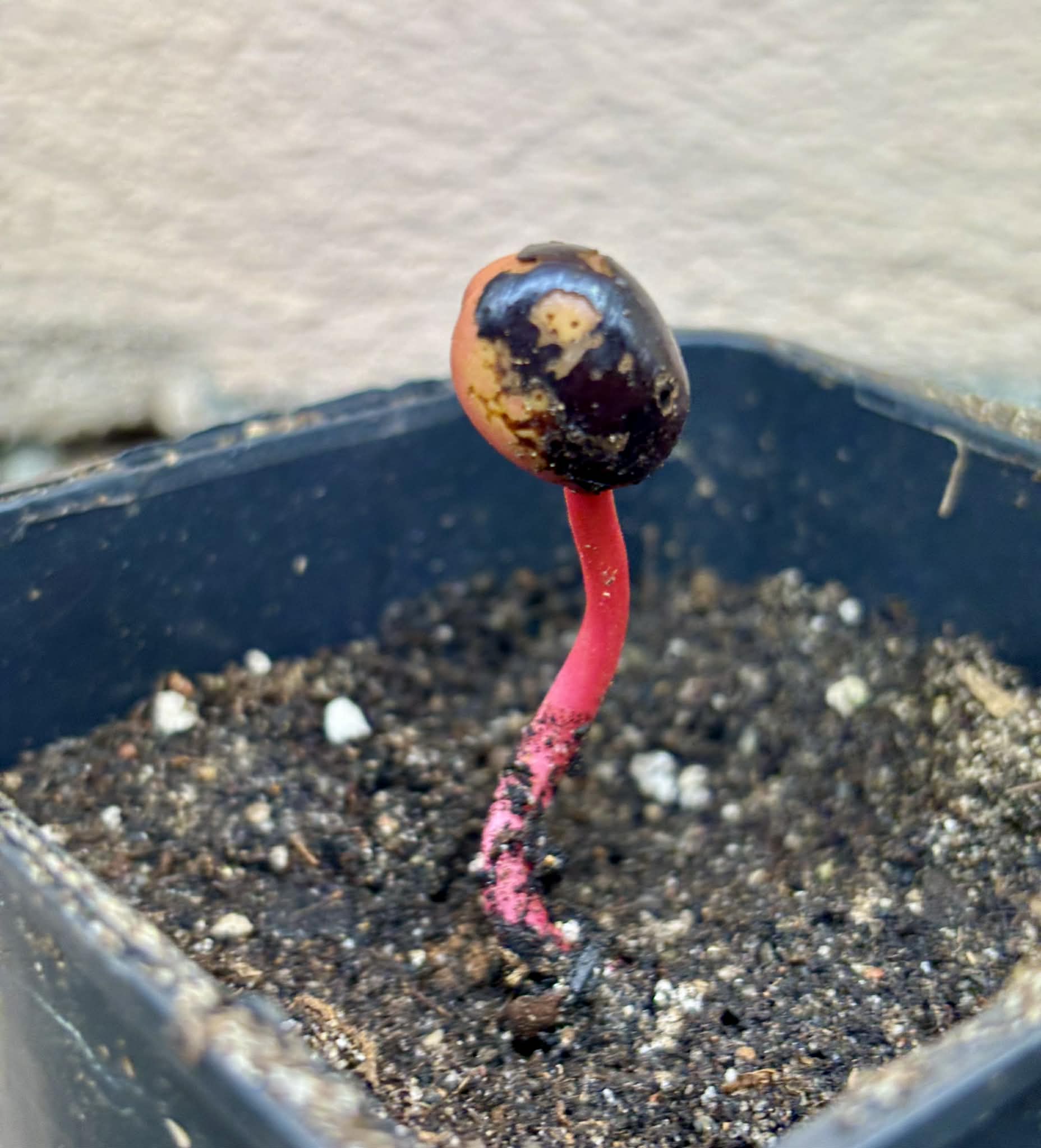 Mararing (Xanthophyllum amoenum) - 1 potted seedling / 1 getopfter Sämling
