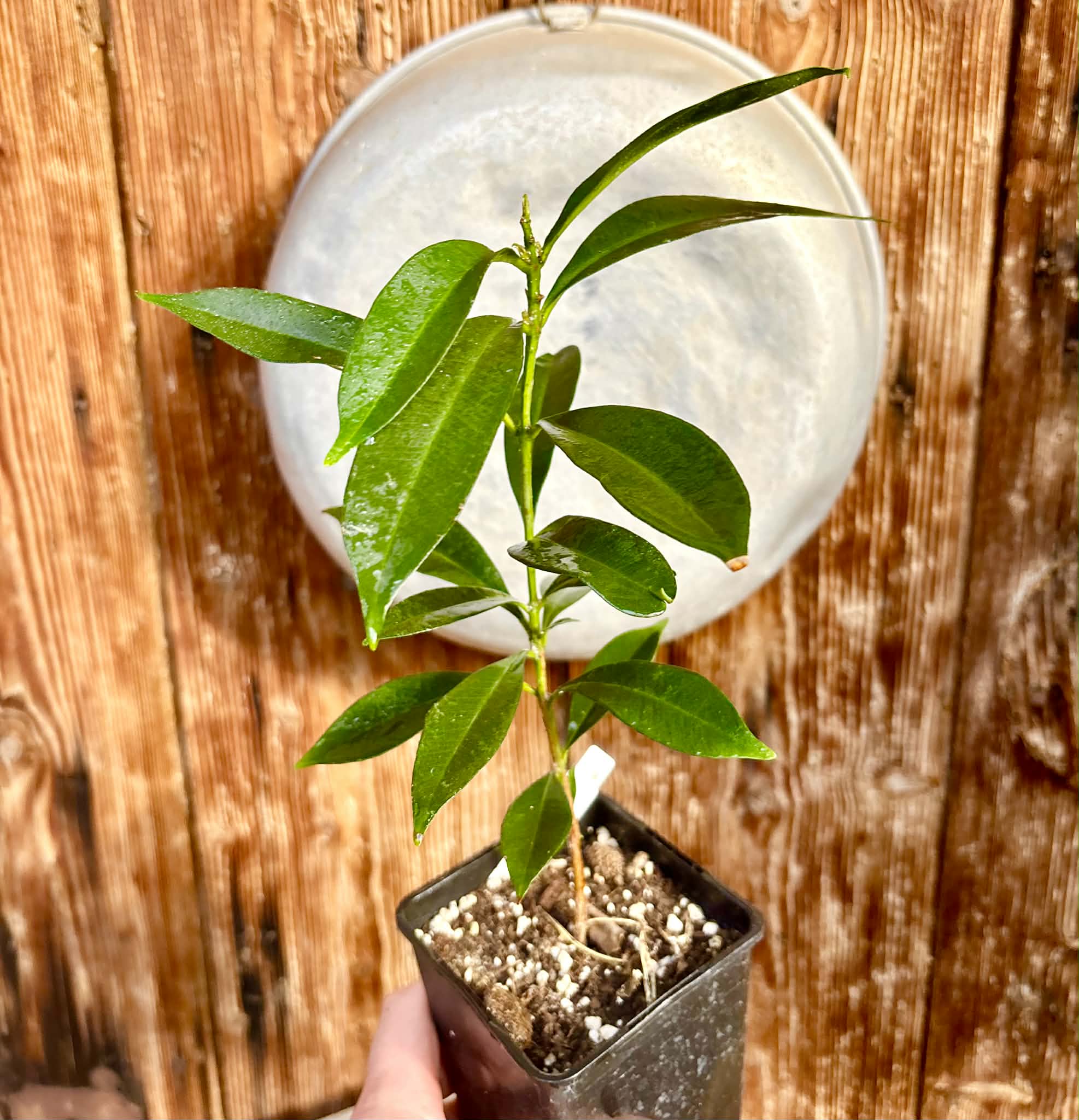 Syzygium cumini - 1 potted plant / 1 getopfte Pflanze
