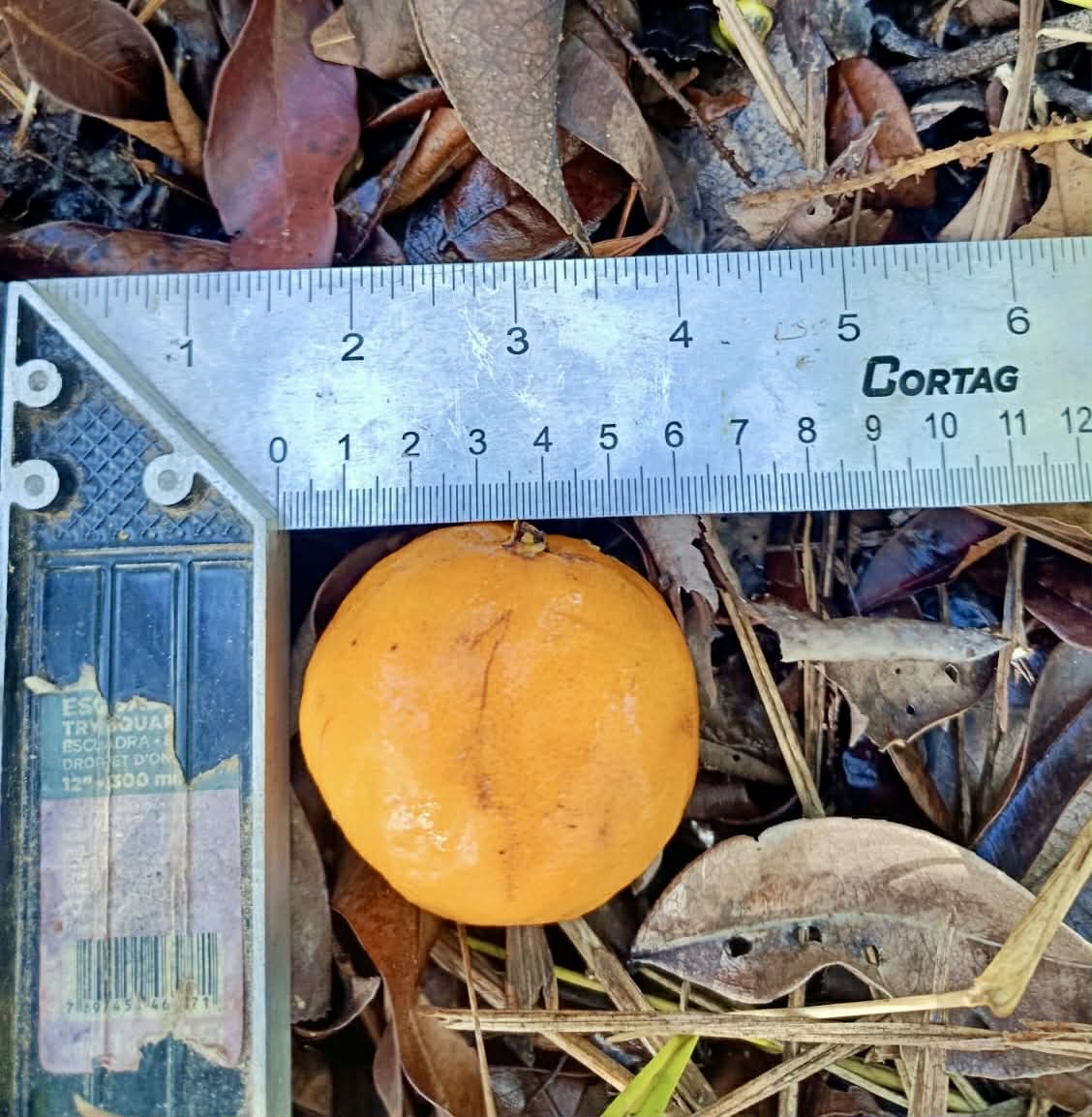 Eugenia sp Plinioides - Rare exotic plant and seeds - Seltene exotische Pflanze und Samen