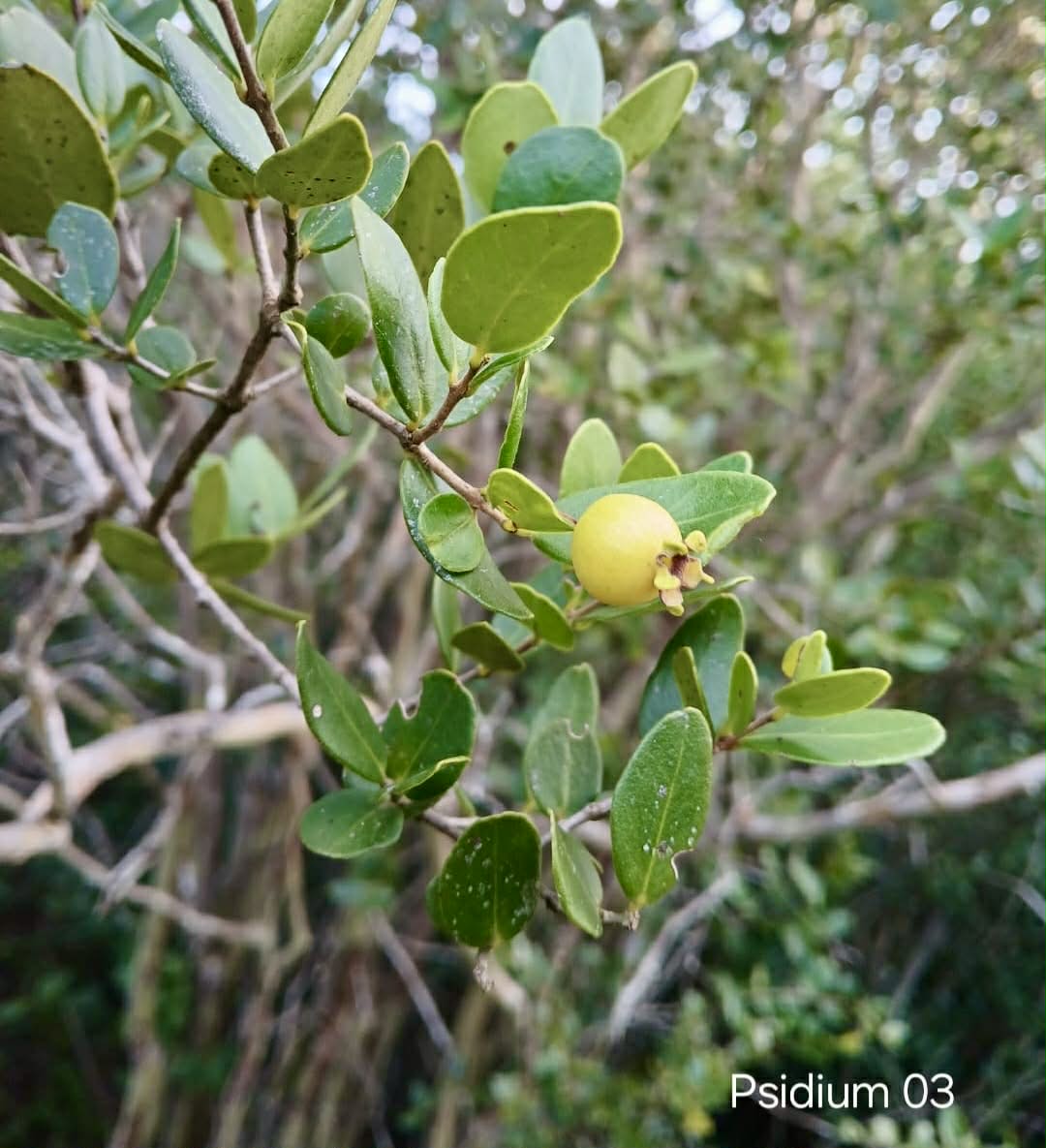 Set of 5 different Psidium sp from Espinhaço  -  5 fresh seeds / 5 frische Samen