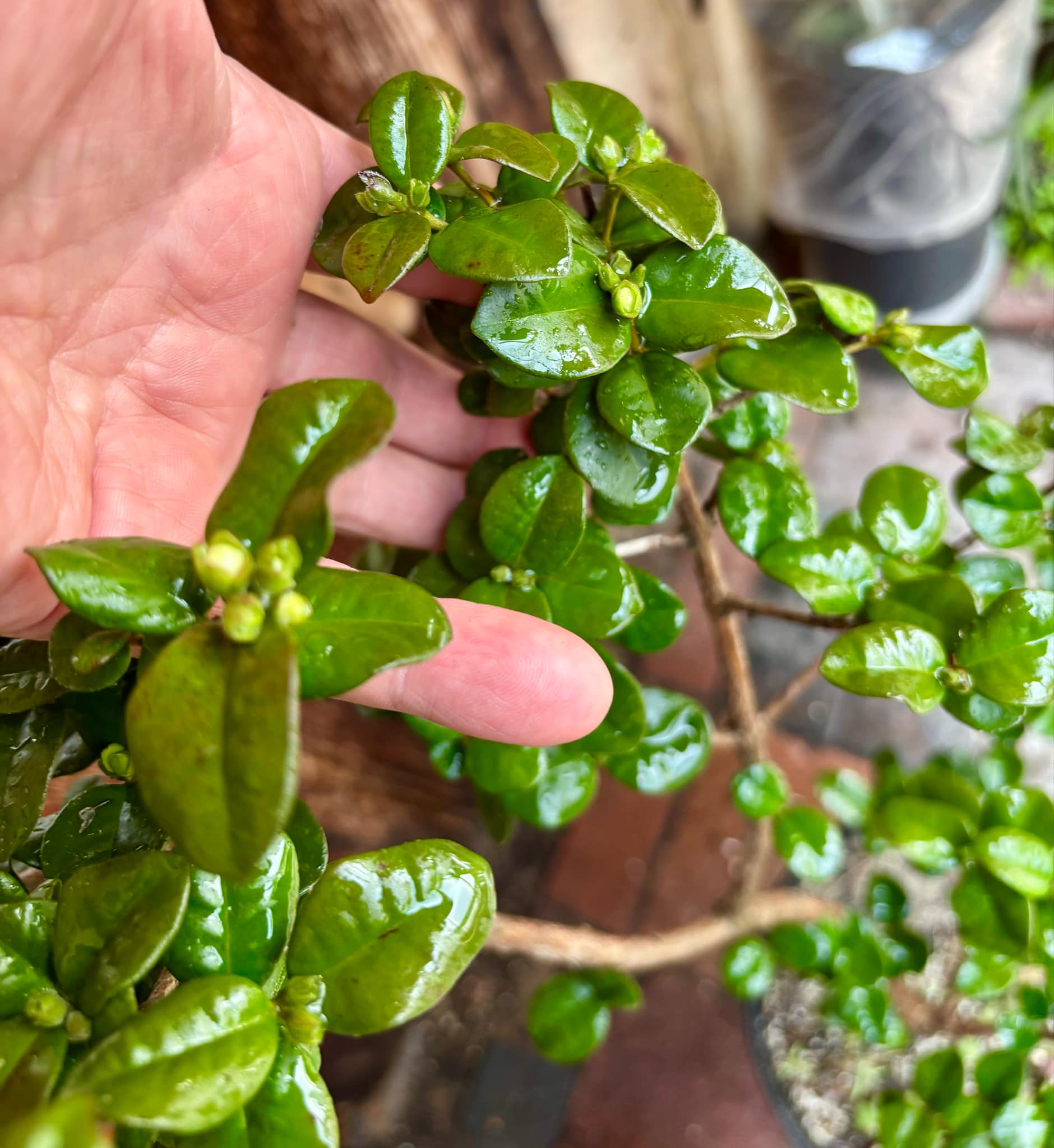 Pitangatuba (Eugenia selloi)  - 1 potted plant / 1 getopfte Pflanze