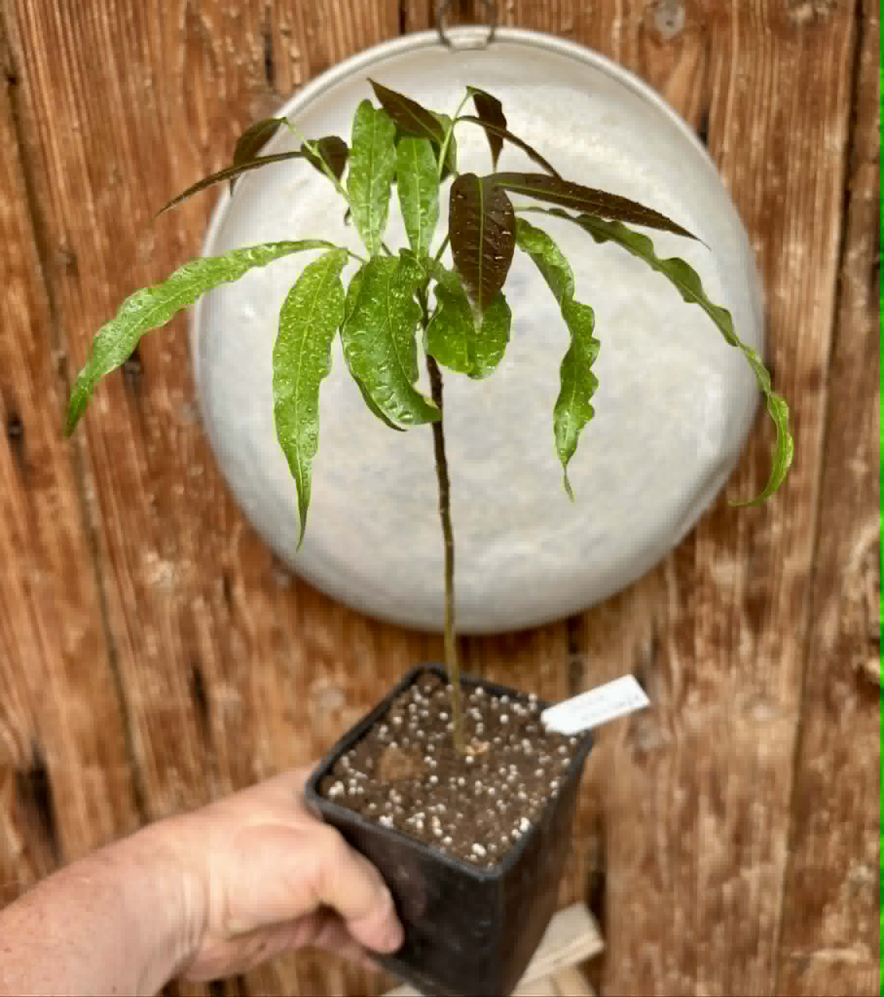 Talisia esculenta - Pitomba do Nordeste - 1 potted seedling / 1 getopfter Sämling
