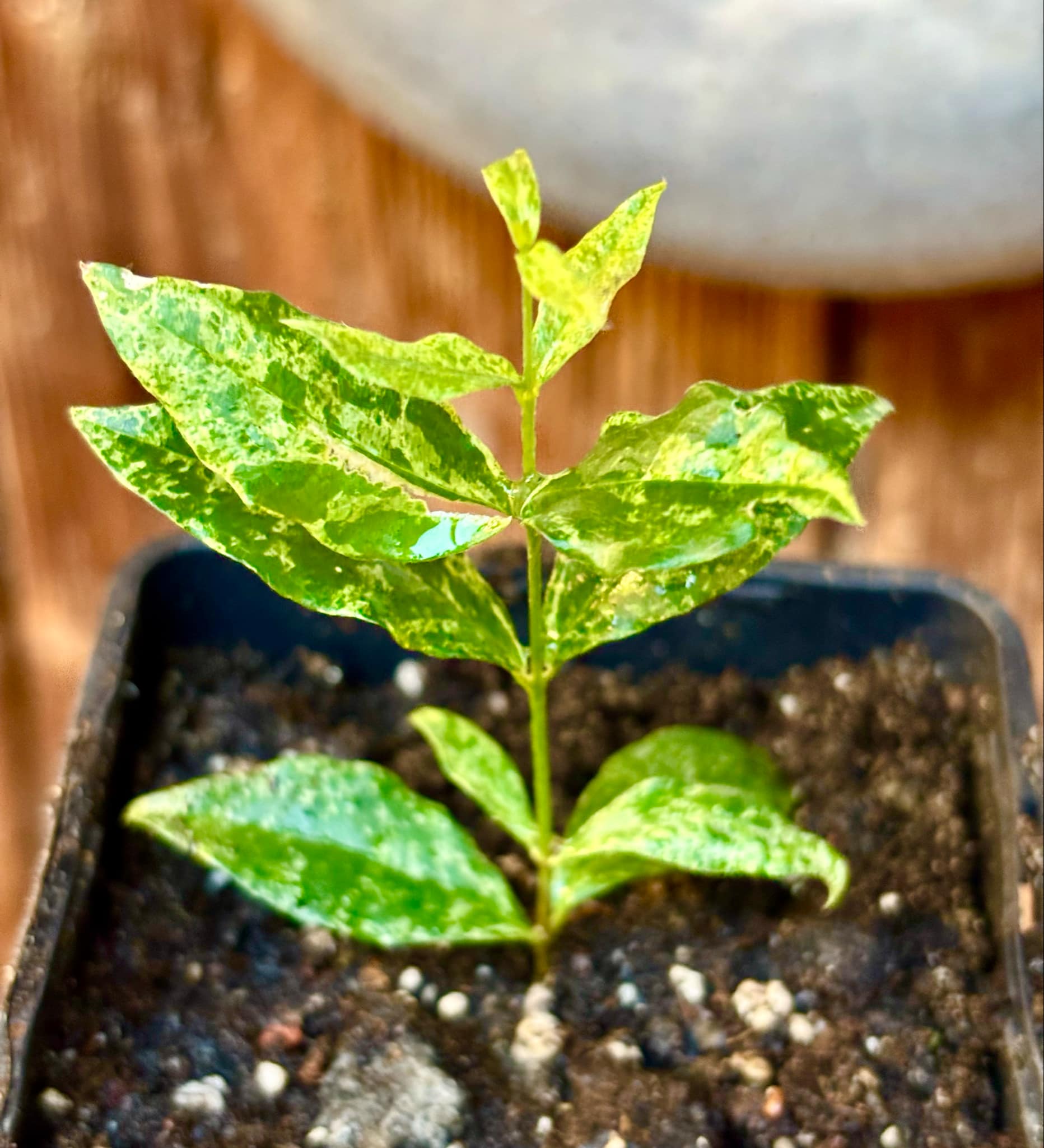 variegated Acerola (Malpighia glabra) rooted cutting - 1 potted rooted cutting / 1 getopfter, bewurzelter Steckling