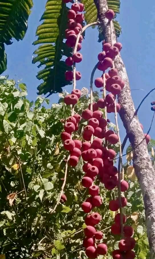 Pre Order - Syzygium jiewhoei - 1 fresh seed / 1 frischer Samen