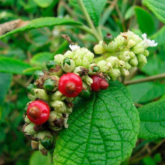 Erva baleeira  (Cordia verbenacia) - 1 potted plant / 1 getopfte Pflanze