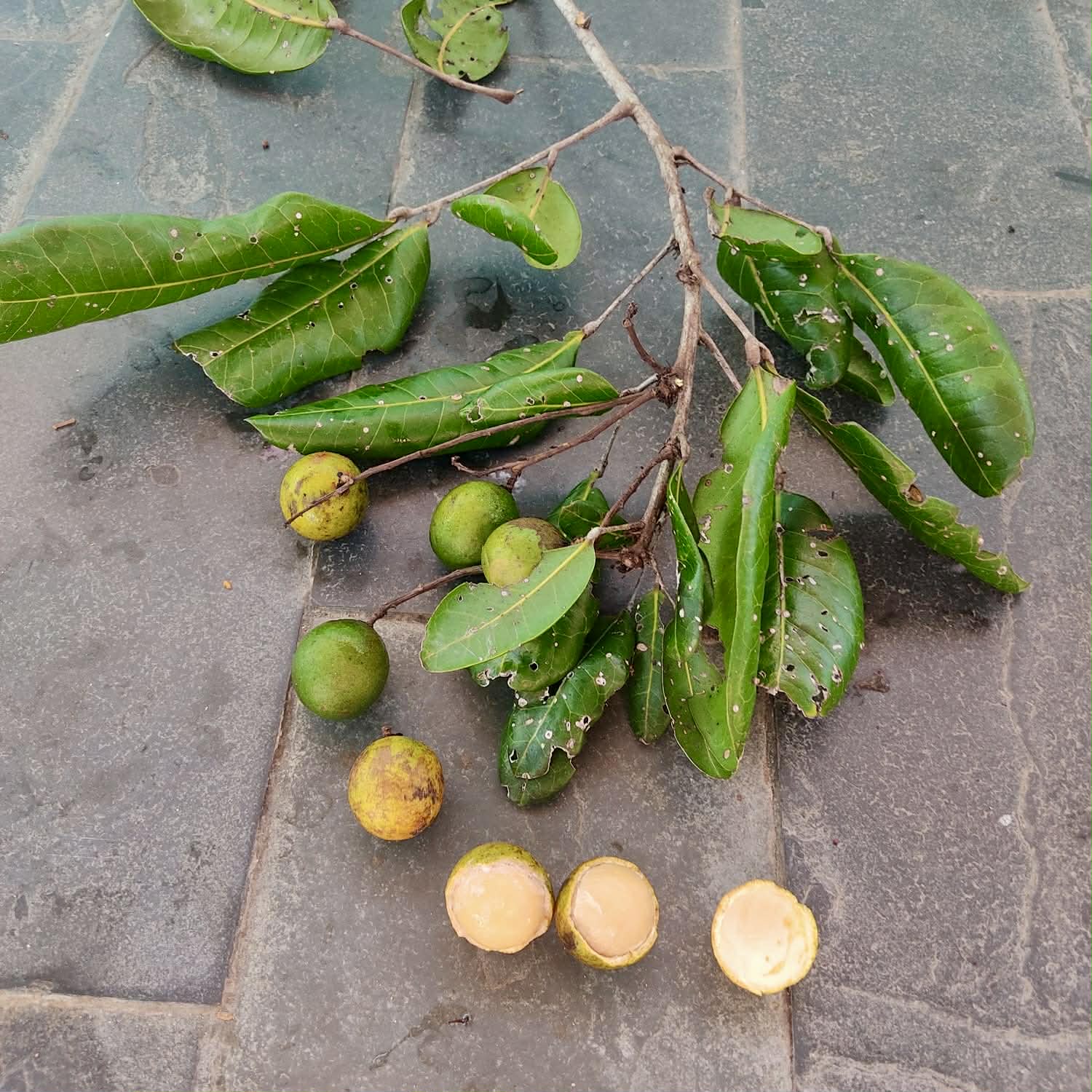 Pre Order - Talisia sp Camamu - 1 fresh seed / 1 frischer Samen