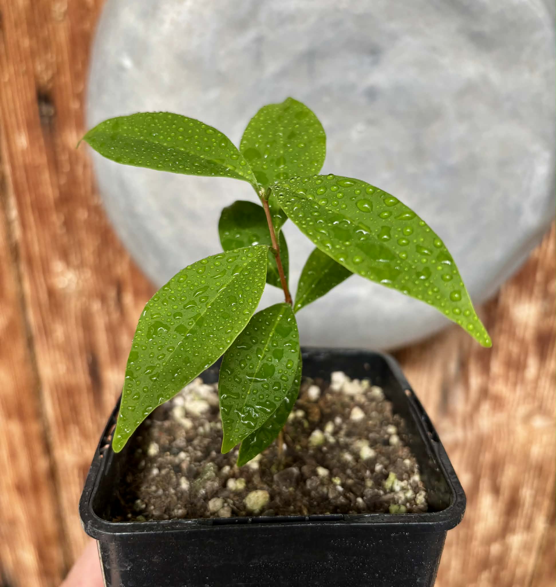 Eugenia sp Pitanga-Acerola - 1 potted plant / 1 getopfte Pflanze