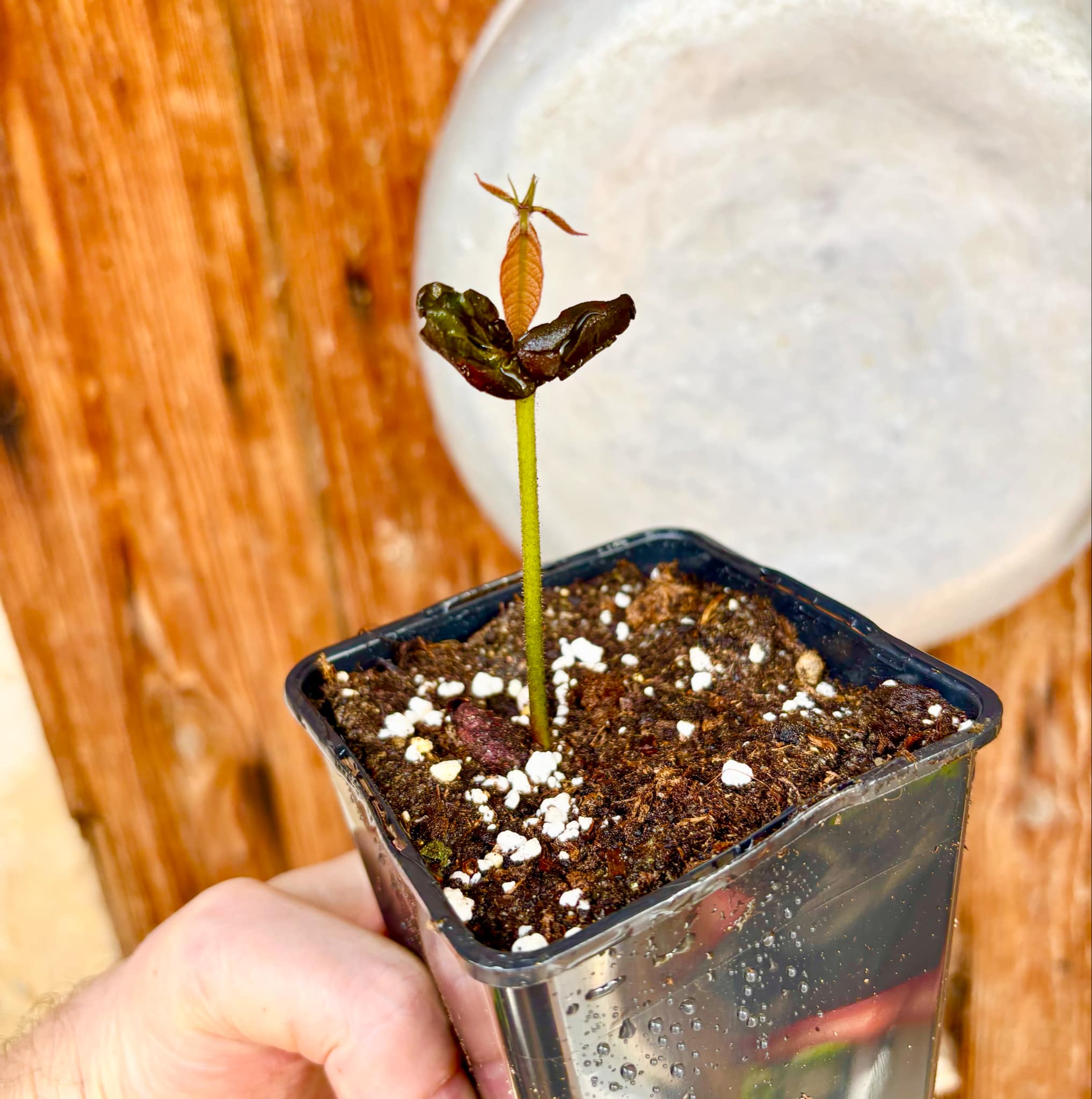 Cocoa - Kakao (Theobroma cacao) var. Trinitario - 1 potted seedling / 1 getopfter Sämling 