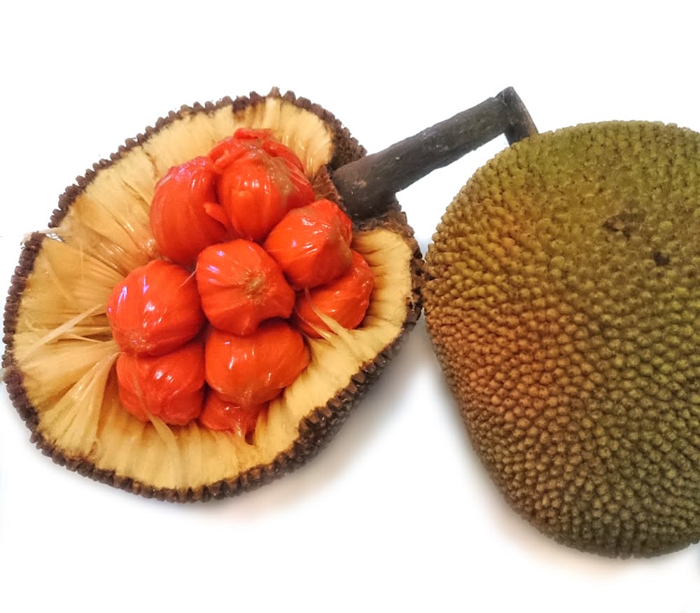 Pre Order - Keledang (Artocarpus lanceifolius) - 1 fresh seed / 1 frischer Samen