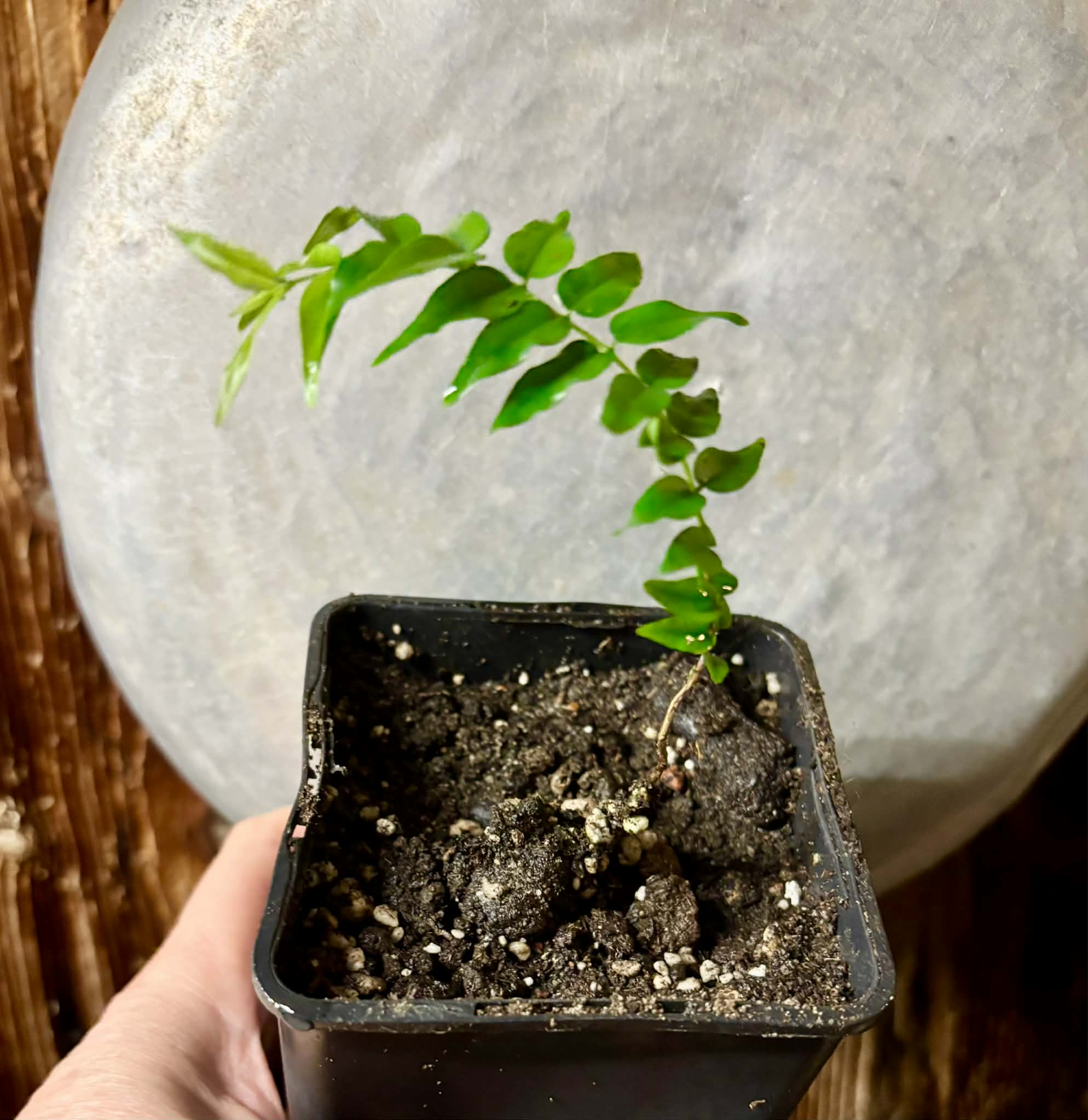 Myrciaria sp Joinville - 1 potted plant / 1 getopfte Pflanze