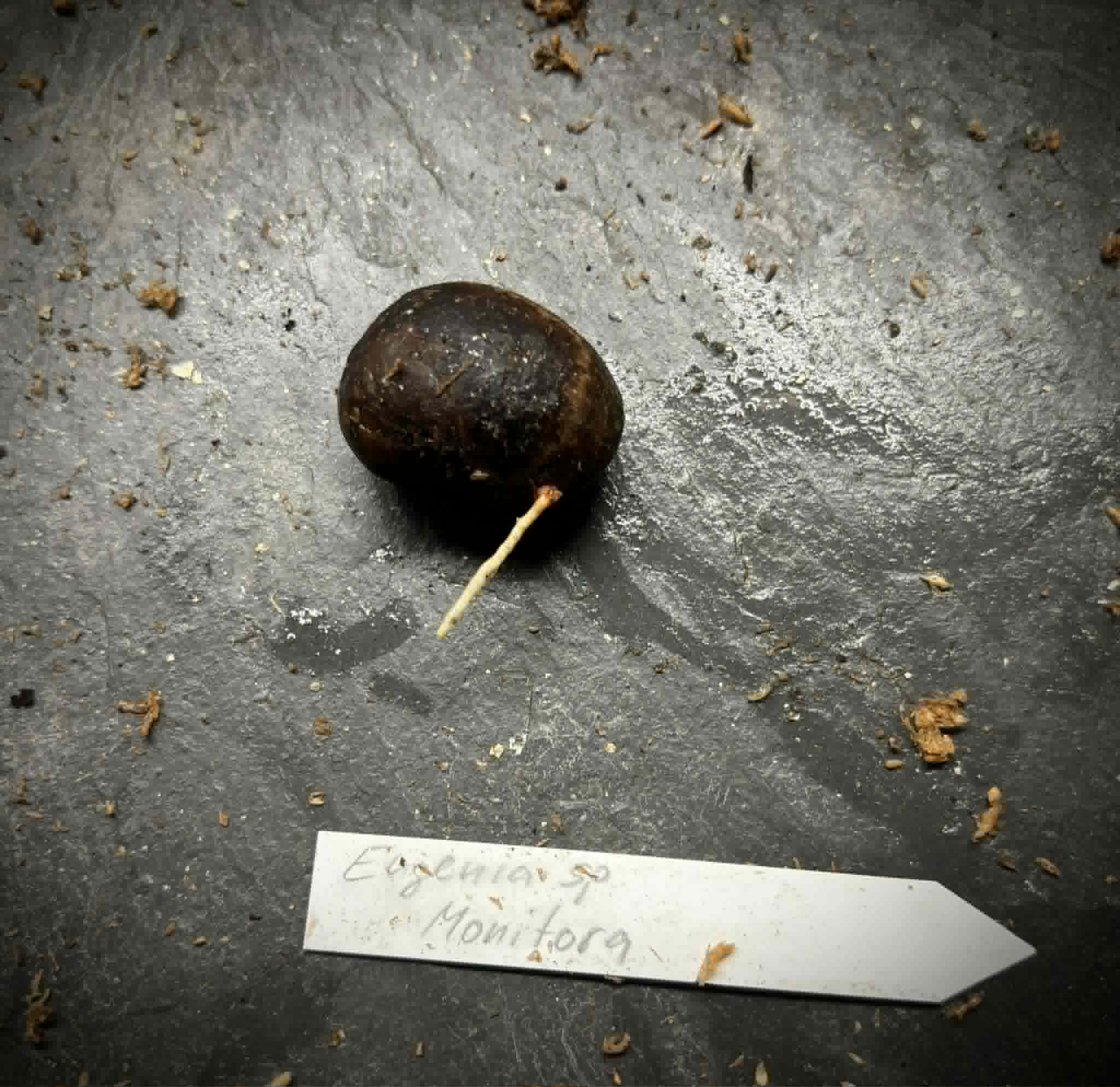 Eugenia sp Monitora -  1 germinated seed / 1 gekeimter Samen