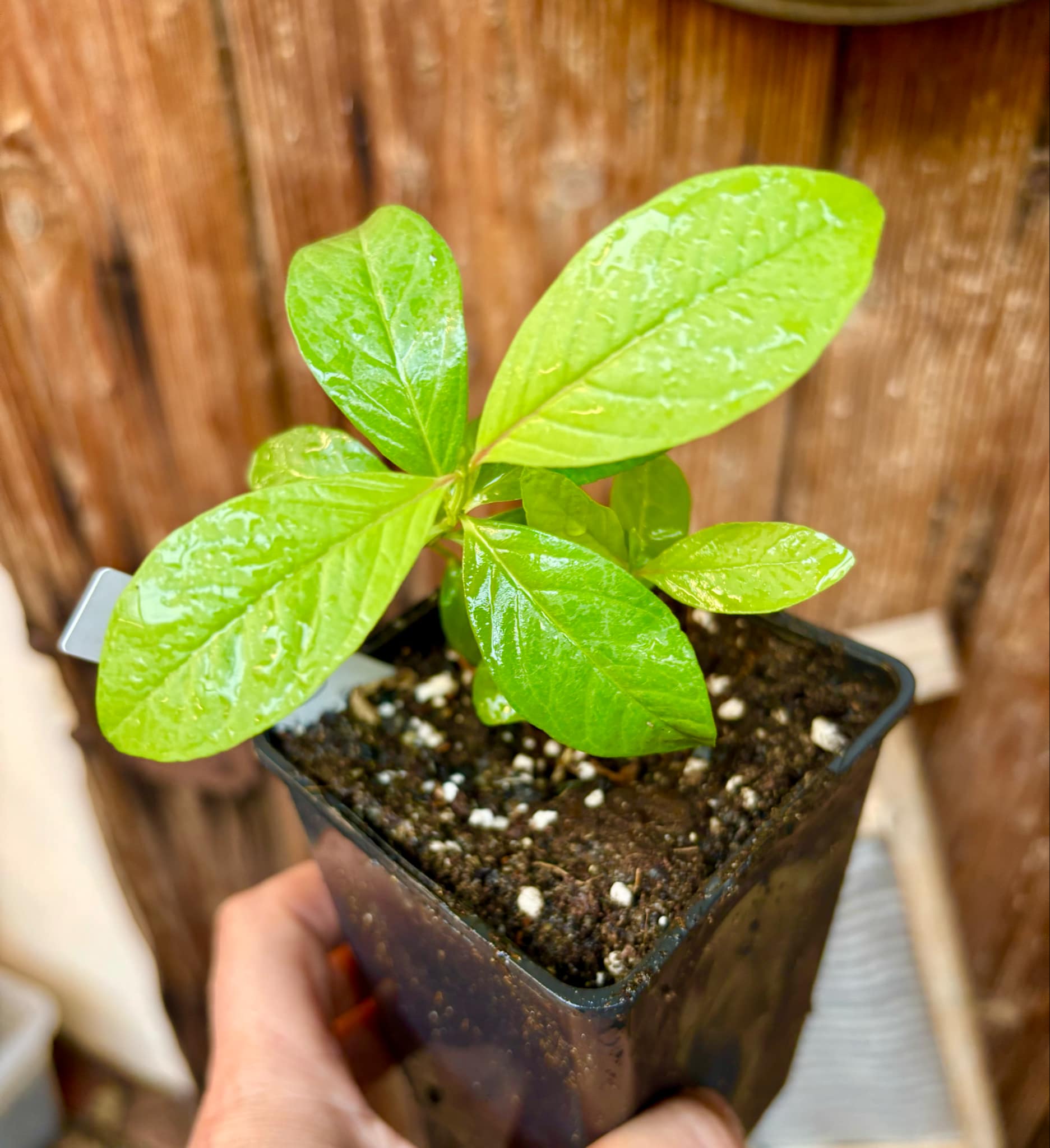 Psidium guajava - Mexican Cream Guava  - 1 small potted seedling / 1 kleiner, getopfter Sämling