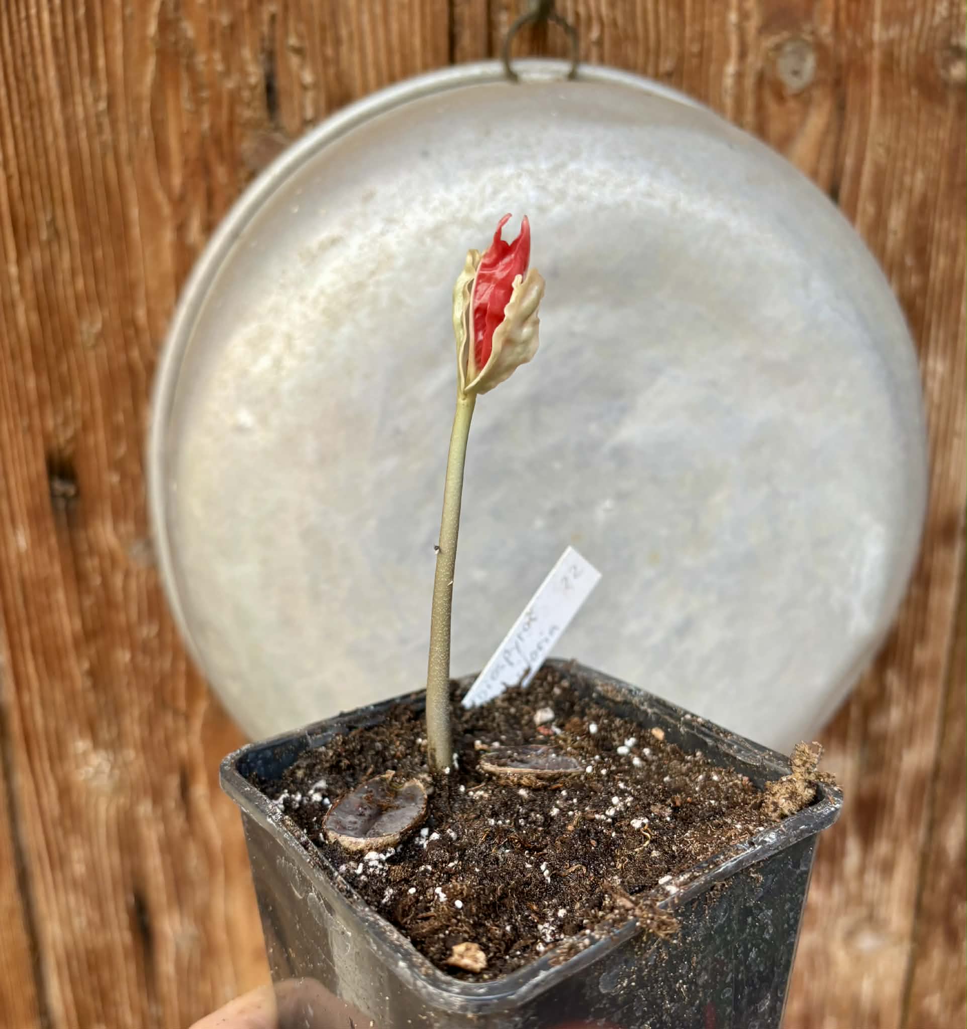 Diospyros transitoria - 1 potted seedling / 1 getopfter Sämling