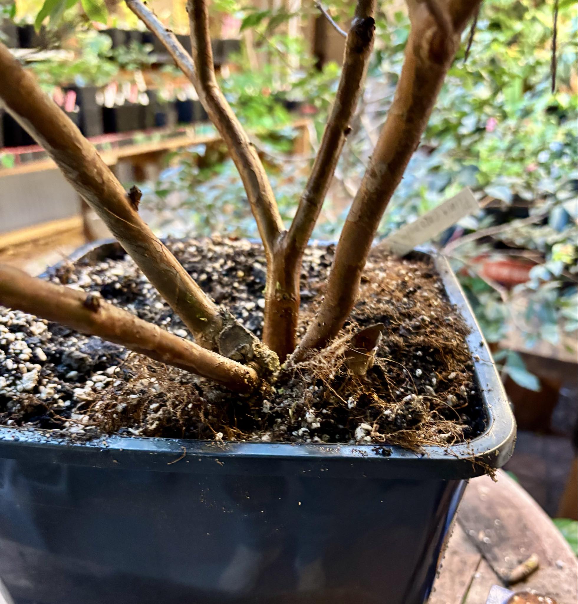 10 years old - Jaboticaba Val Paraiso (Plinia coronata var. Val Paraiso) - 1 potted plant / 1 getopfte Pflanze 
