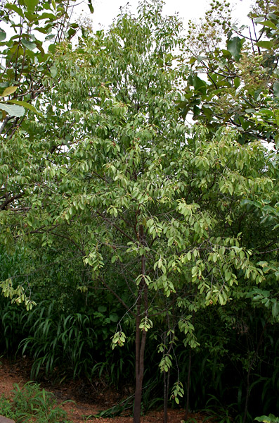 10 in 1 pot - Sandalwood (Santalum album) - 10 seedlings in one pot / 10 Sämlinge in einem Topf