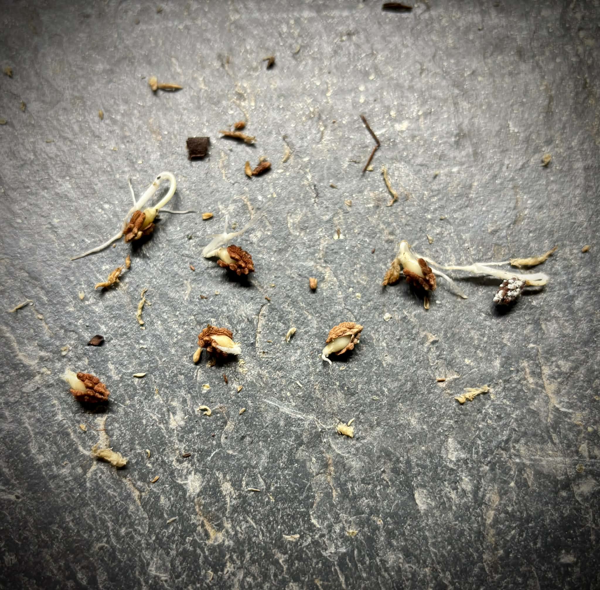 Vasconcellea pubescens - 1 geminated seed / 1 gekeimter Samen