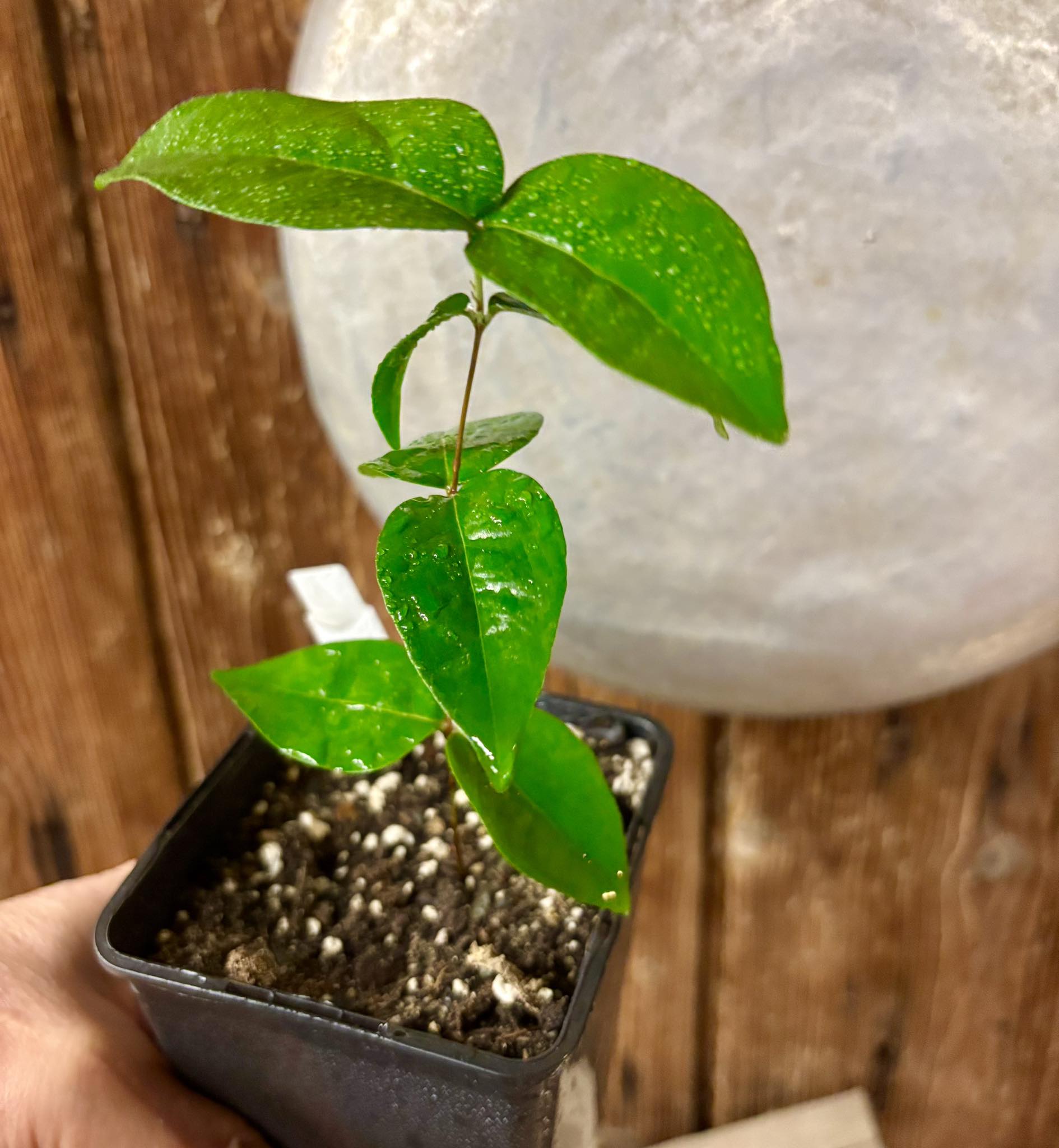 Eugenia uniflora var. red  - cultivated variety / 1 potted plant / 1 getopfte Pflanze