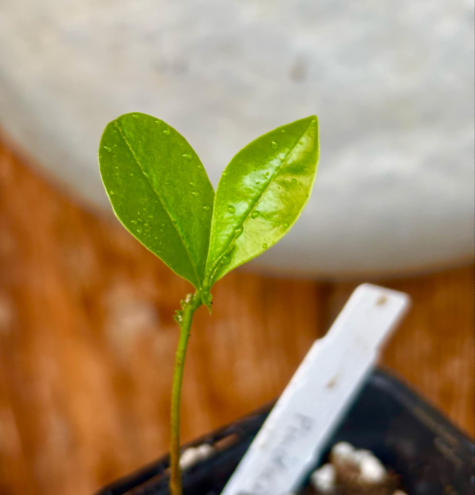 Duguetia lanceolata - Pindaiba - 1 small potted seedling / 1 kleiner, getopfter Sämling Duguetia lanceolata - Pindaiba - 1 small potted seedling / 1 kleiner, getopfter Sämling