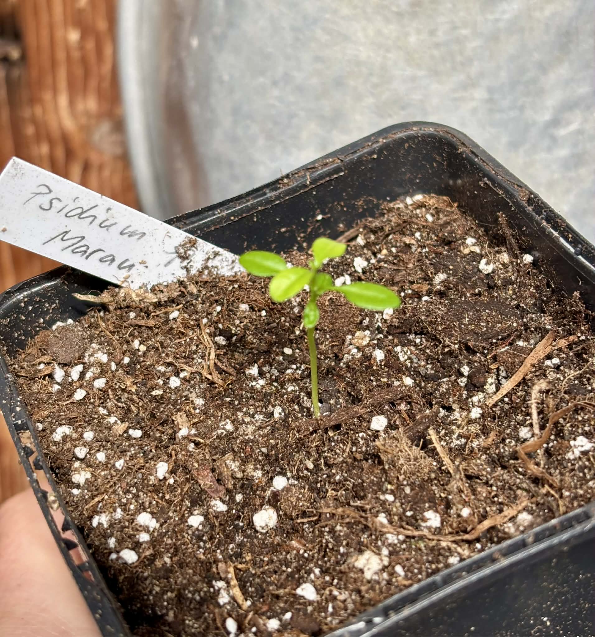 Psidium sp Marau - 1 potted seedling / 1 getopfter Sämling