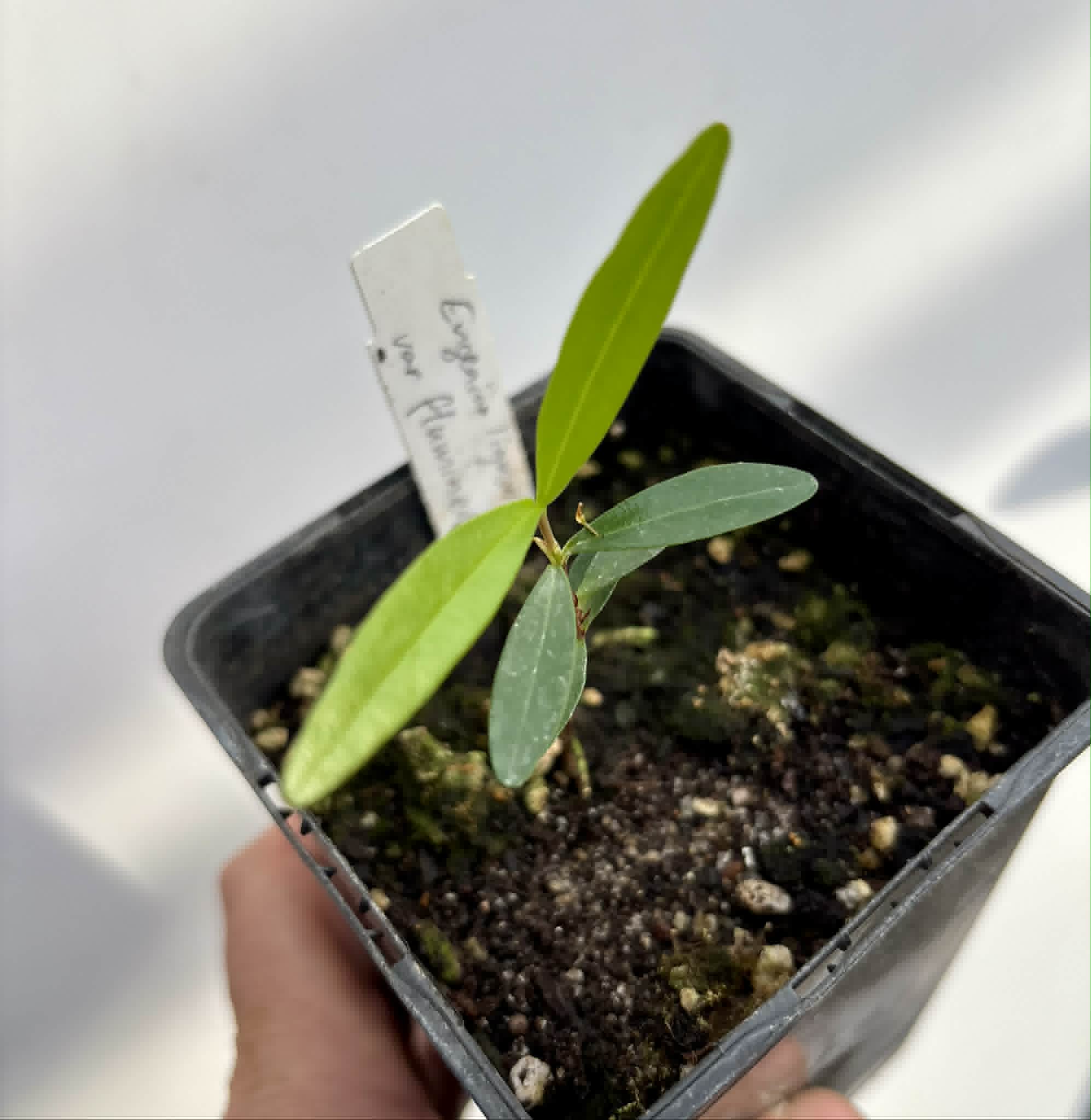 Eugenia ligustrina var. fluminensis - 1 potted seedling / 1 getopfter Sämling