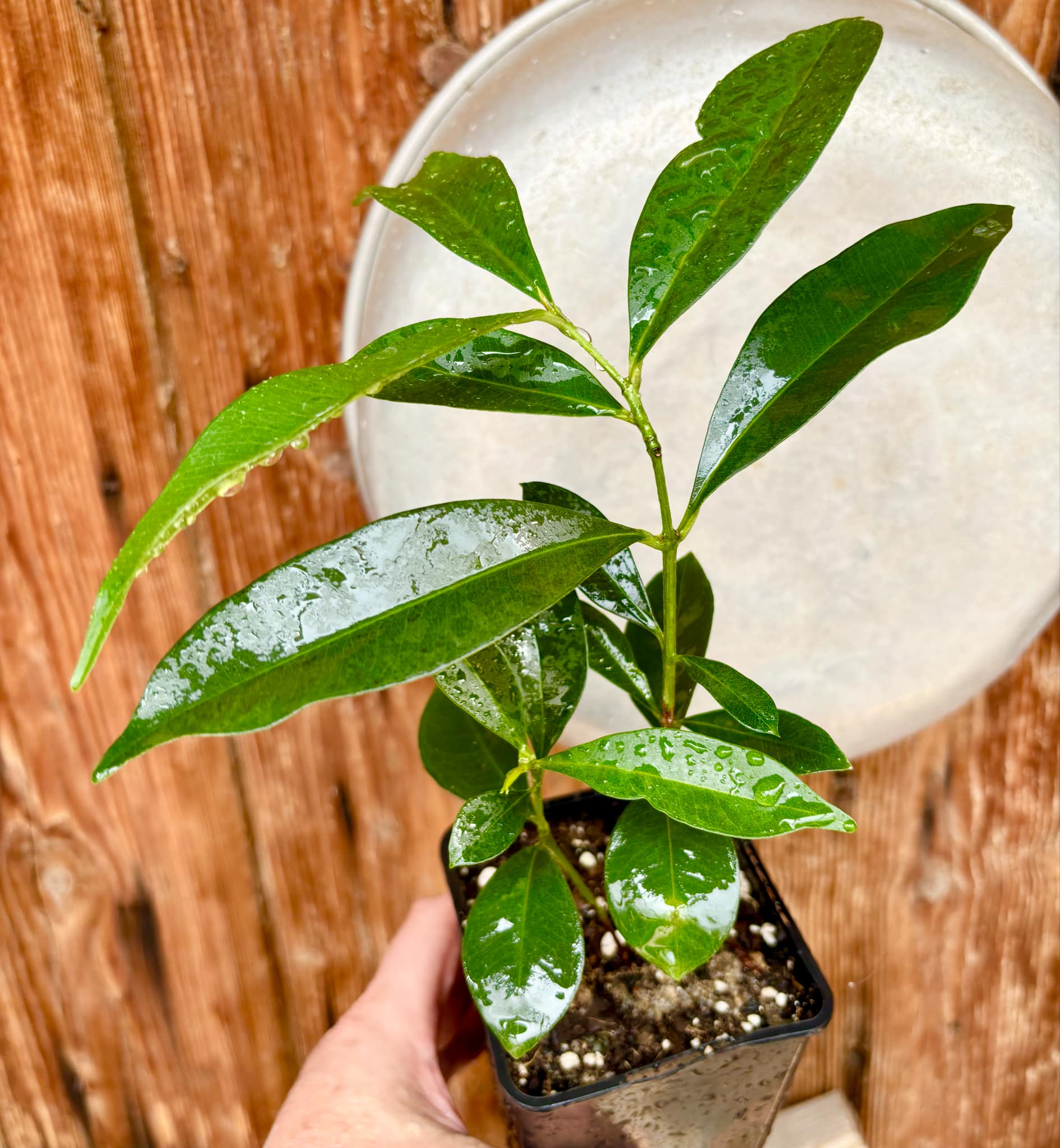 Syzygium cumini - 1 potted plant / 1 getopfte Pflanze