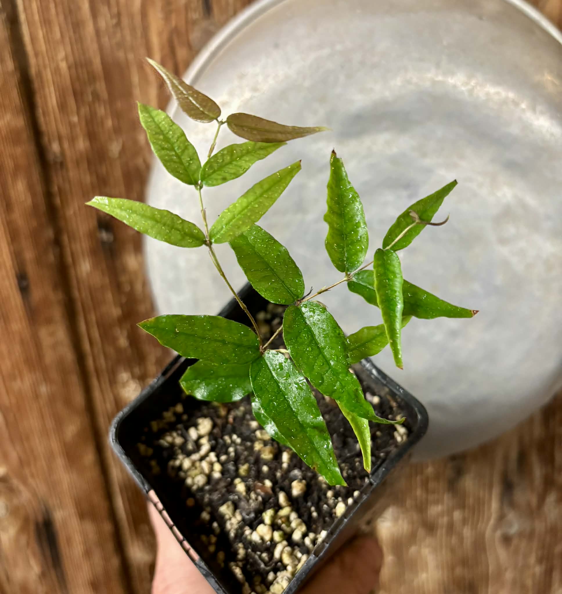 Plinia sp Cabo longo Sao Joao -  1 potted seedling / 1  getopfter Sämling