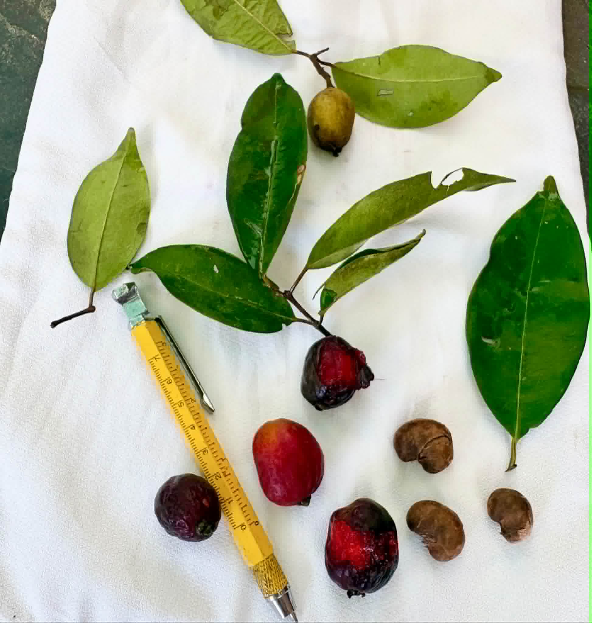 Eugenia sp Pitanga-Acerola - 1 potted seedling / 1 getopfter Sämling